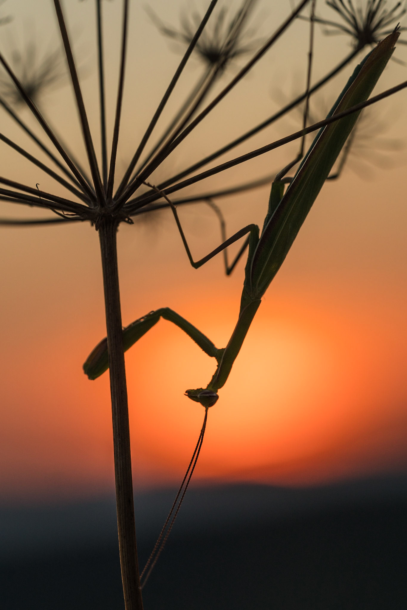 gn8 | Gottesanbeterin 2018