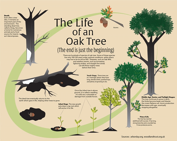 Oak Tree Infographic