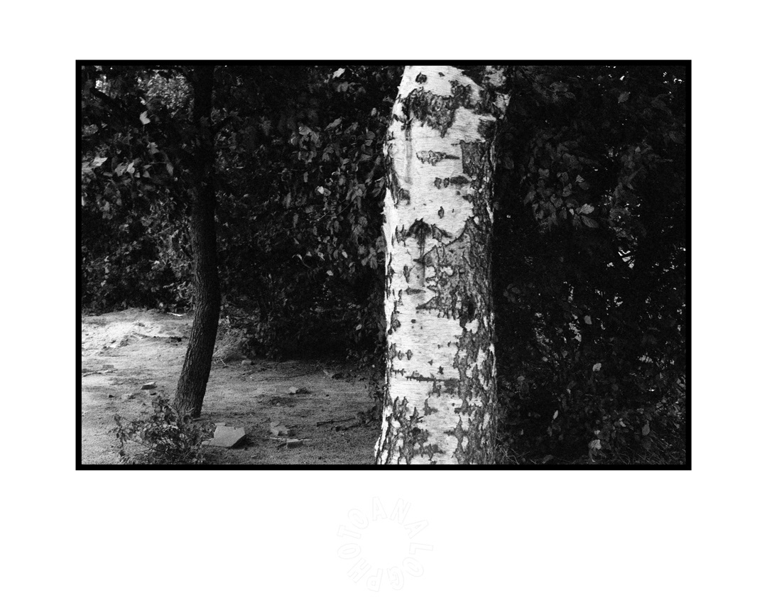 Trees 1986, 20x25 Handprinted