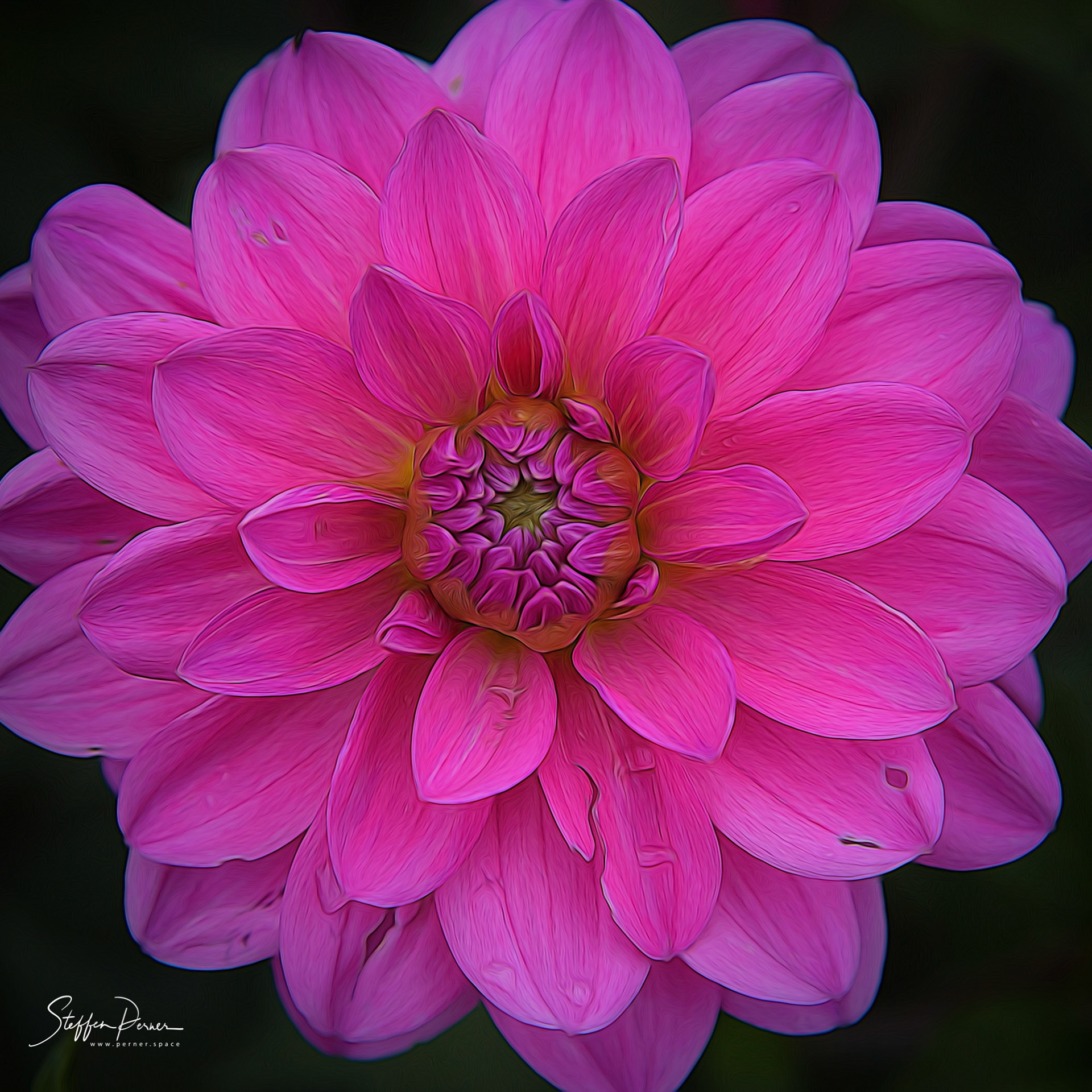 Dahlia , Topaz Glow