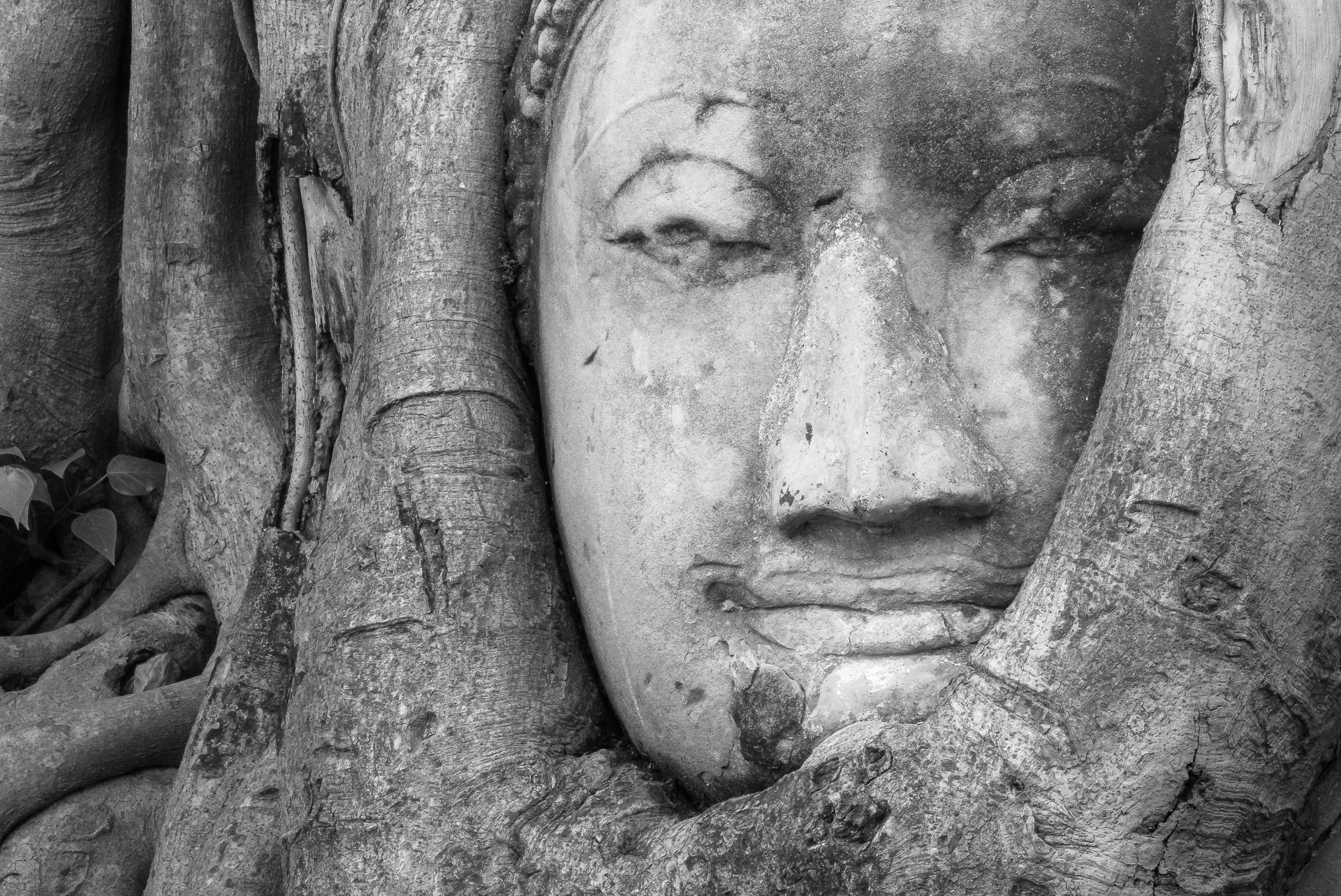 Phra Nakhon Si Ayutthaya: Buddha in the tree