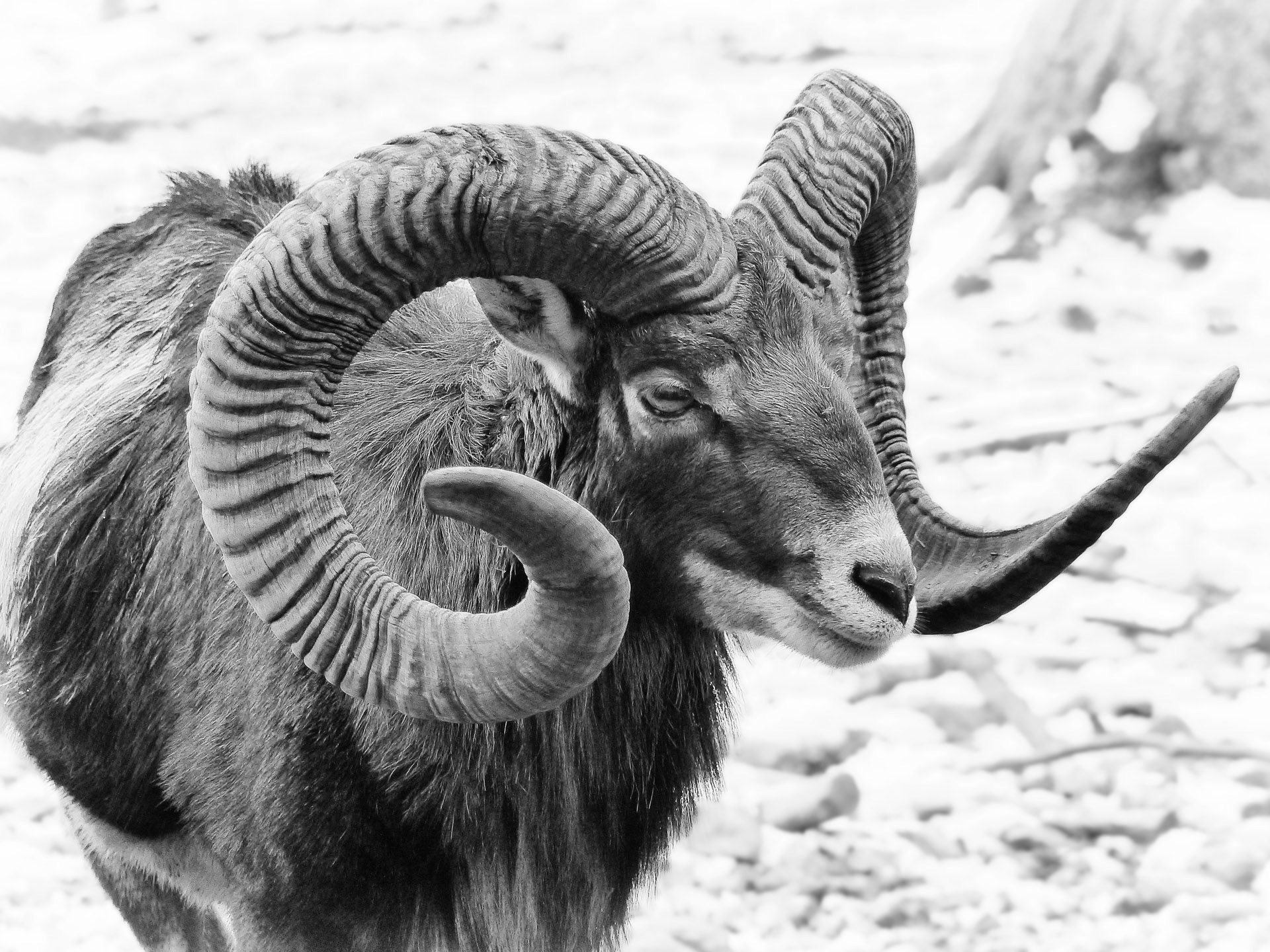 European mouflon