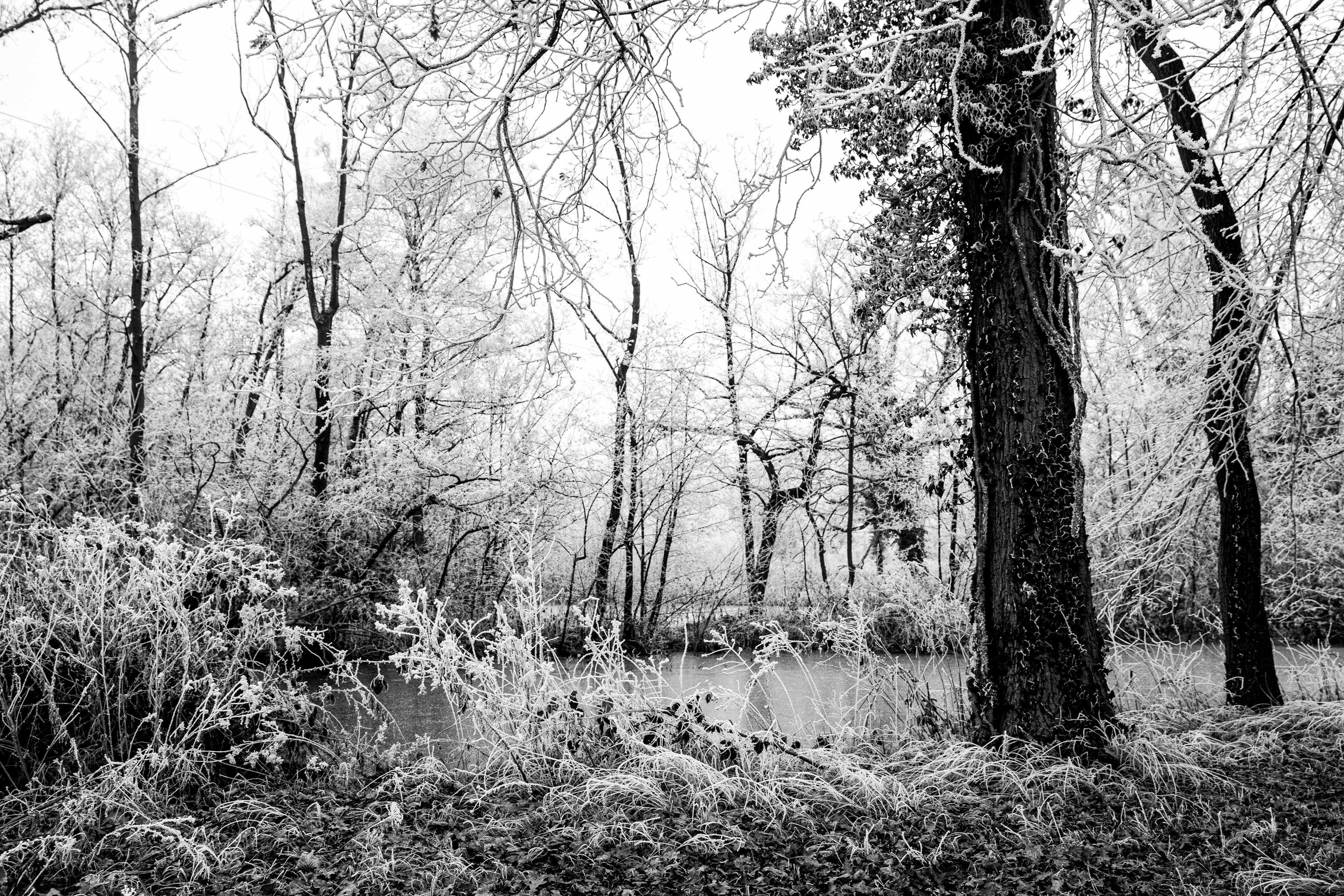 Winter at Breuil le sec Picardie/France