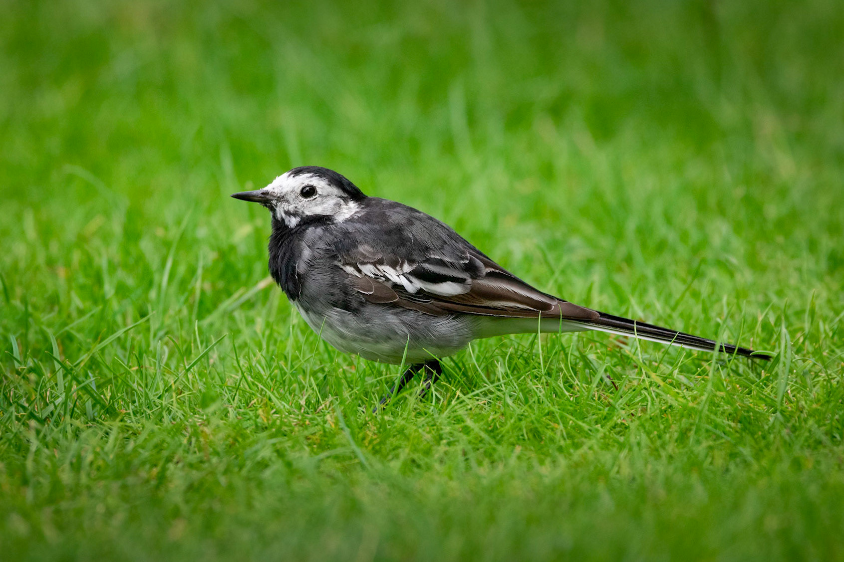 Pied Wagtail