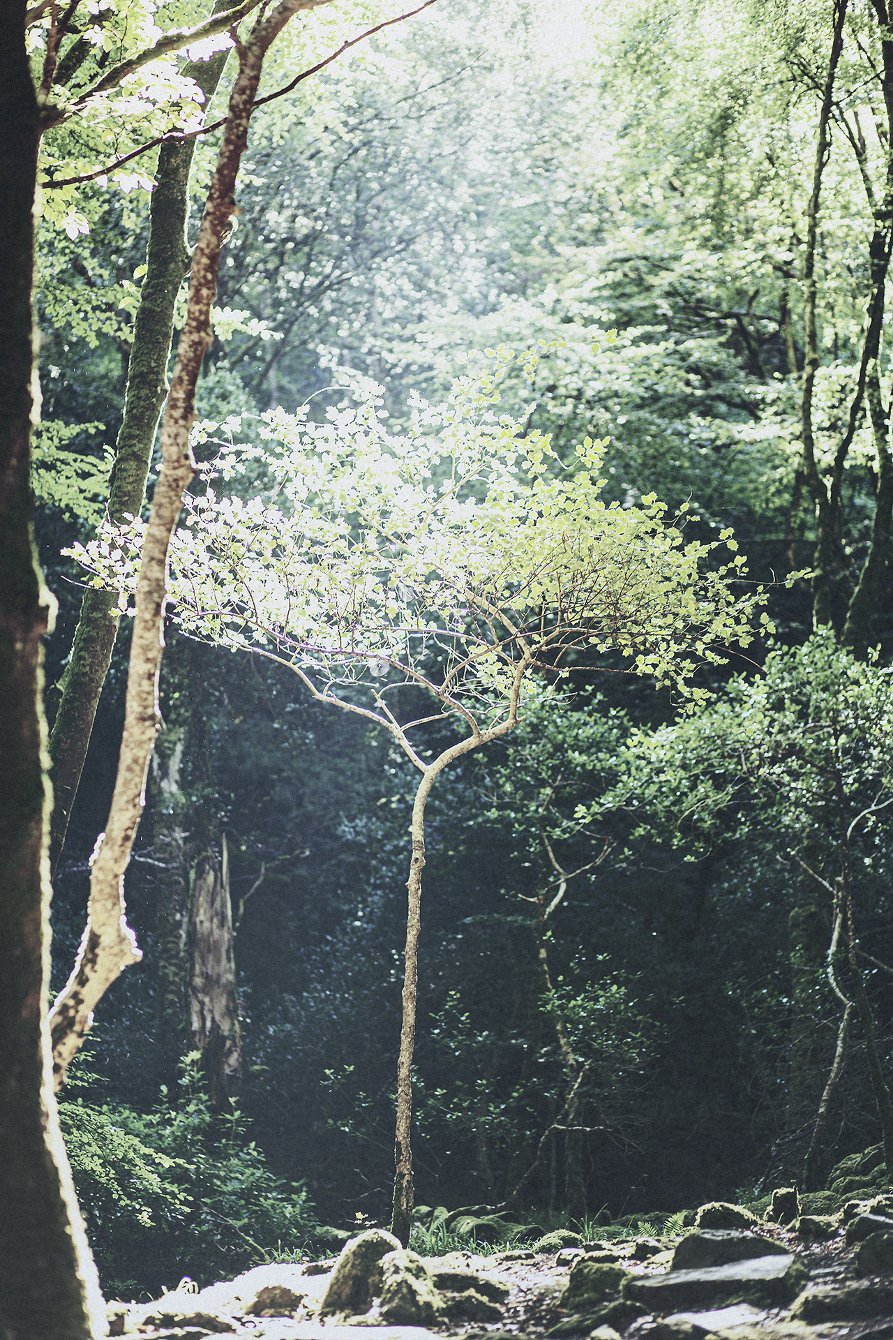 Rigel Hellas Image of a sapling tree in West Country Forest illuminated by rare Irish sun