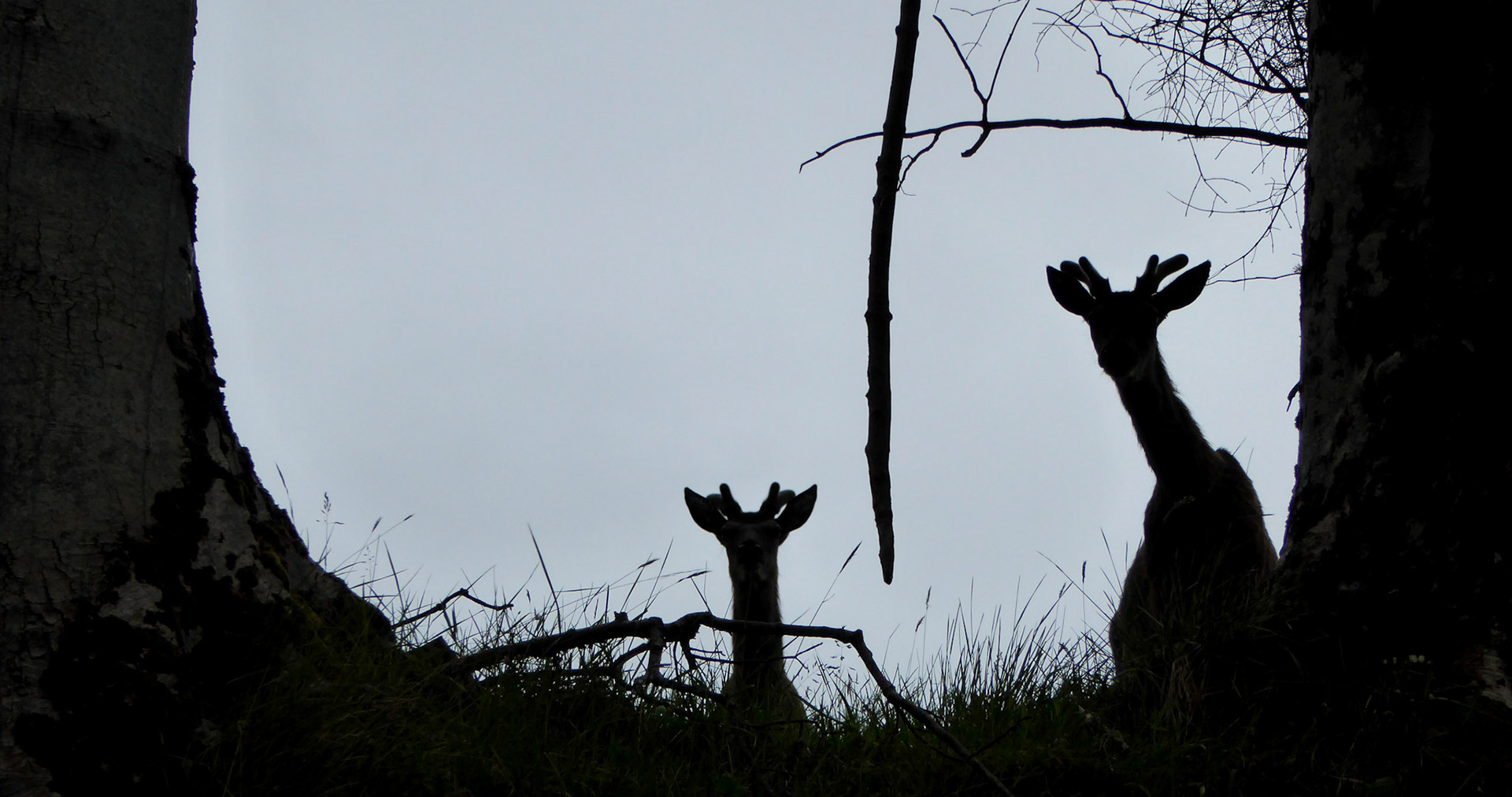 Deer near Kylestrome