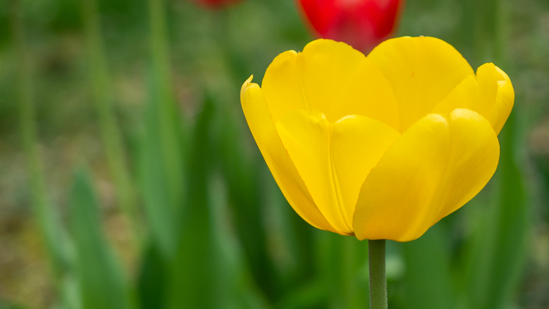Yellow Tulip