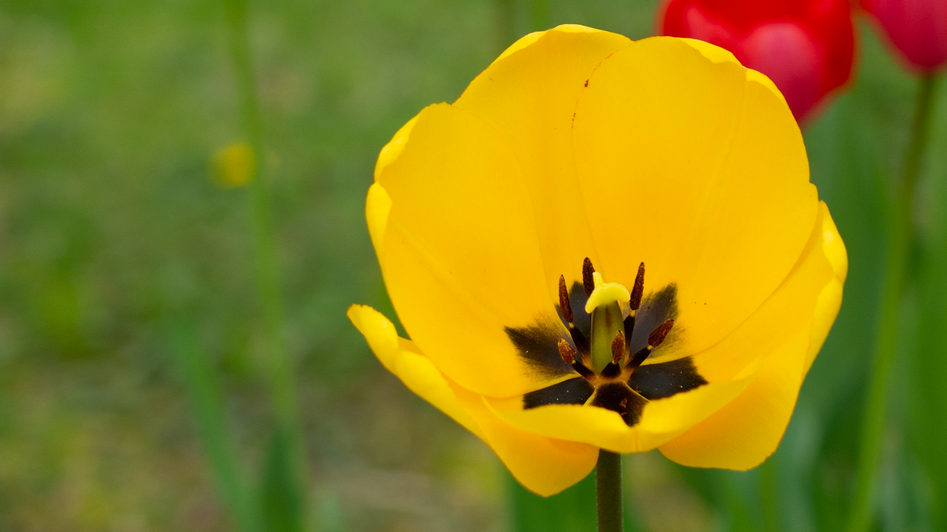 Tulip 6
