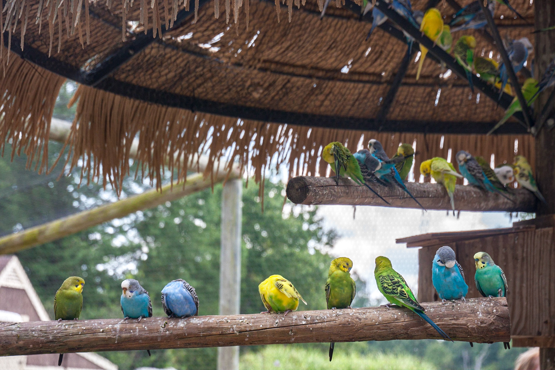 Lots of budgies