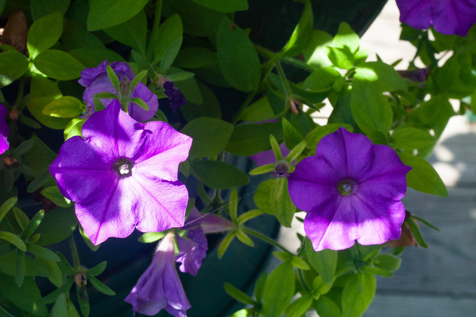 Violet