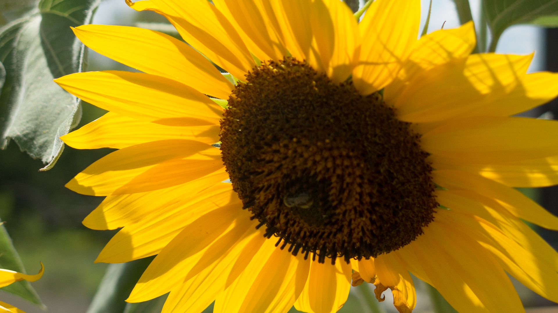Sunflower on Westfall
