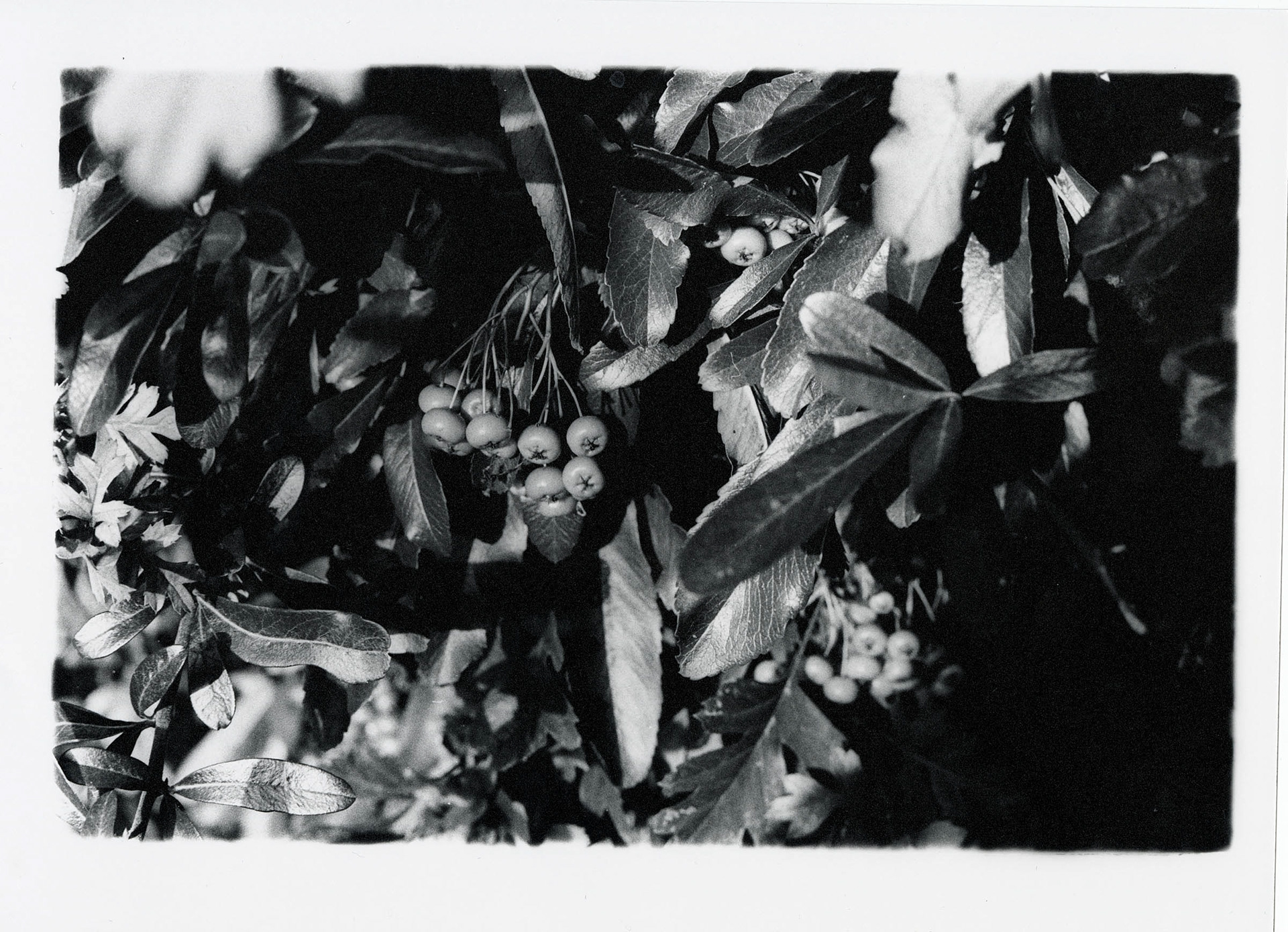 35mm Pentax K100 on Matt A4 paper