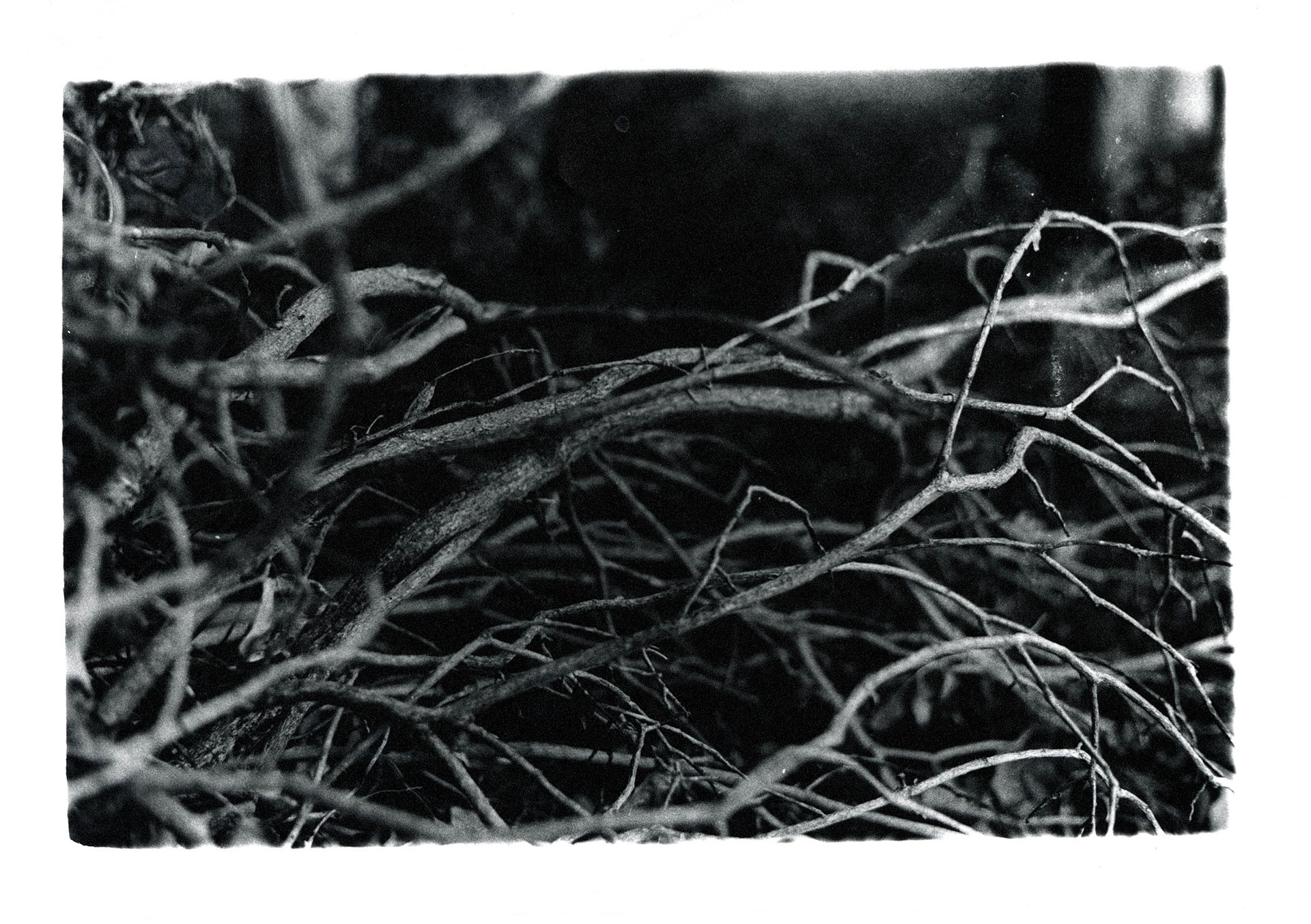 35mm Pentax K100 on Matt A4 paper