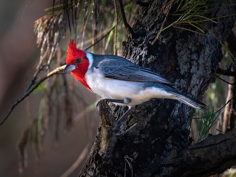 Red-crested cardinal