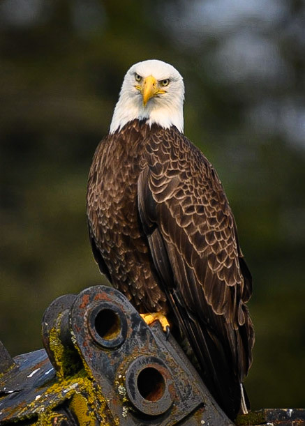 Bald eagle. Wrangell, Alaska