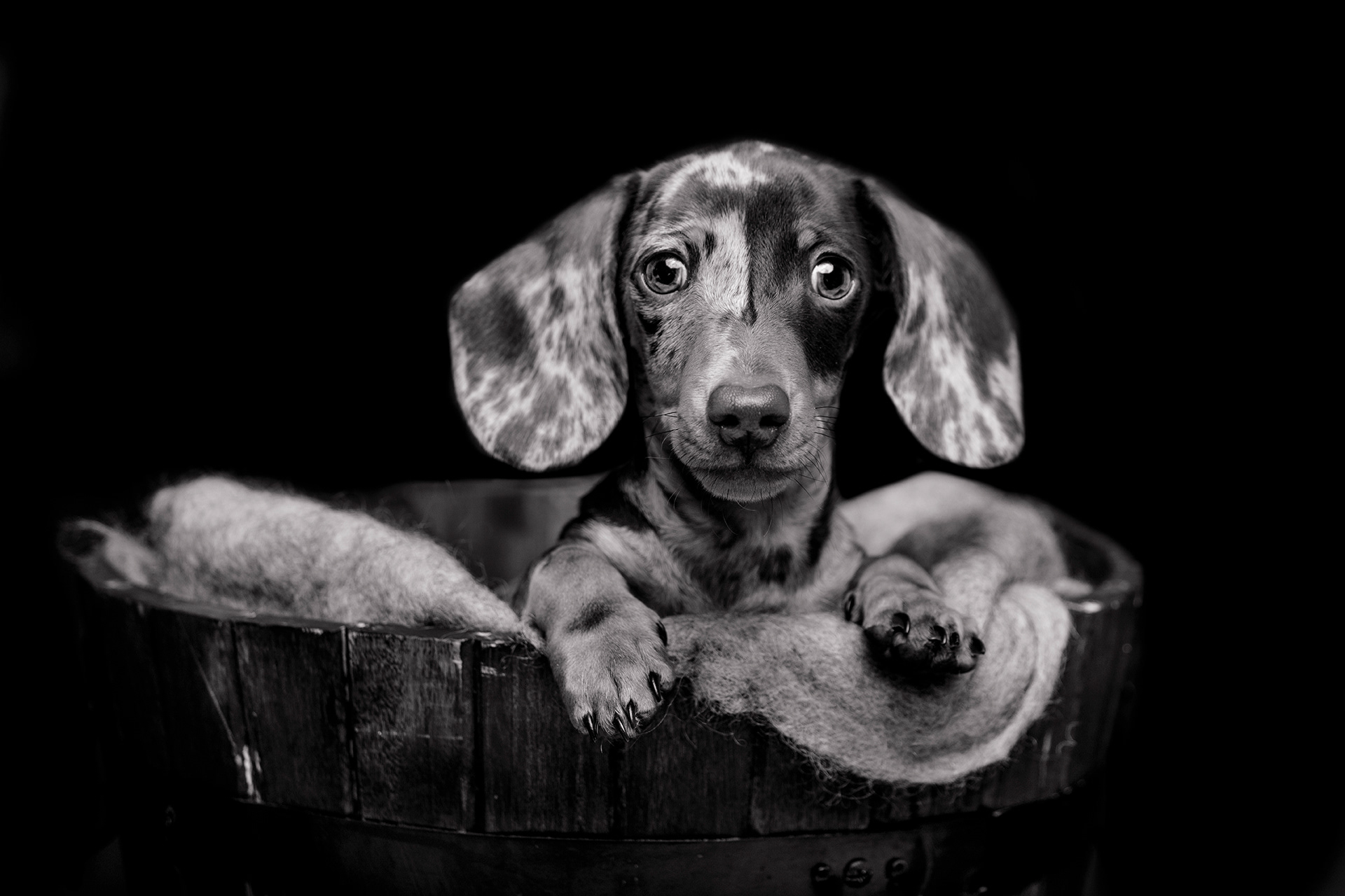 miniature dachshund photo shoot
