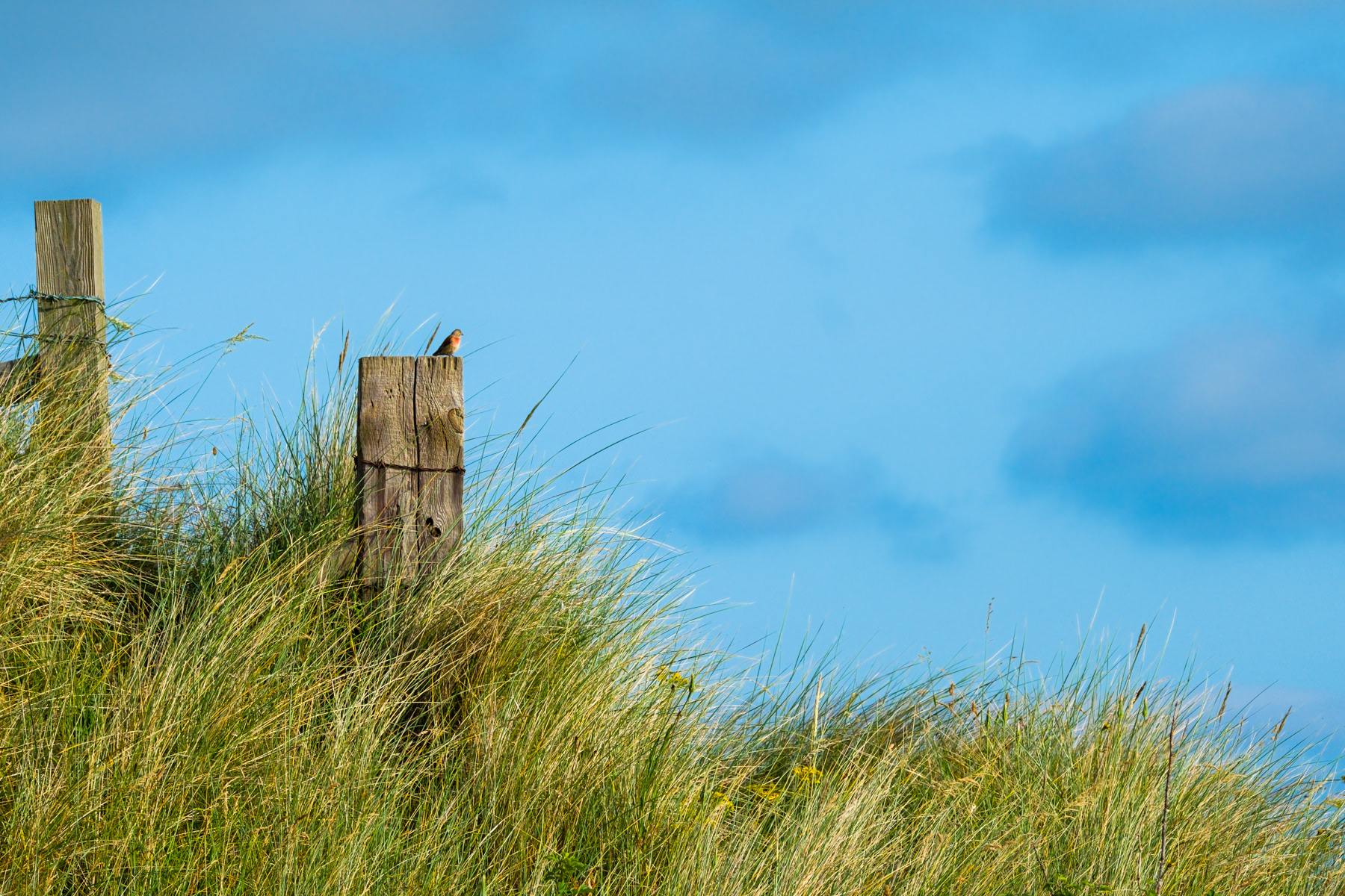 A view of the dunes.