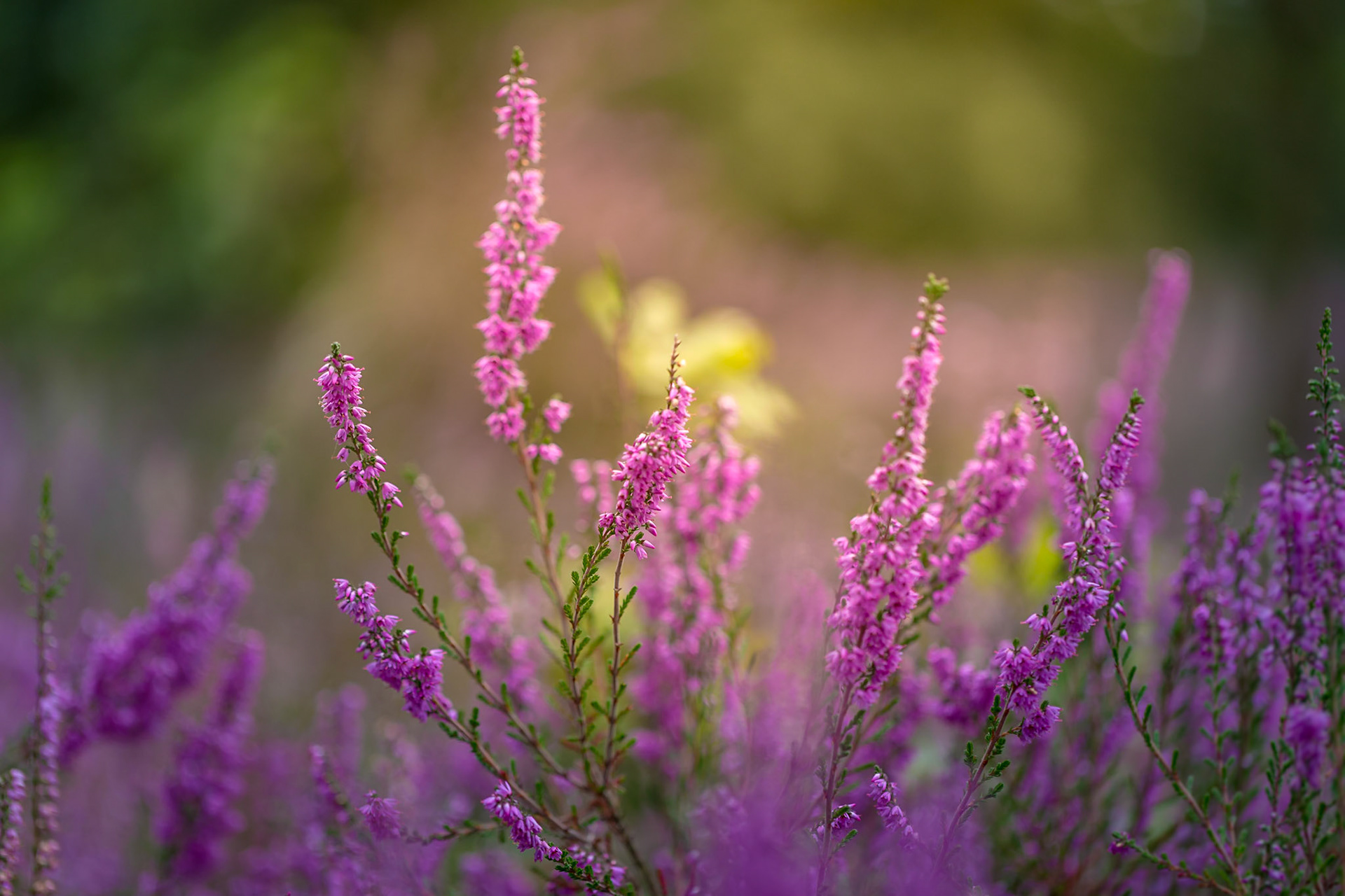 Heather