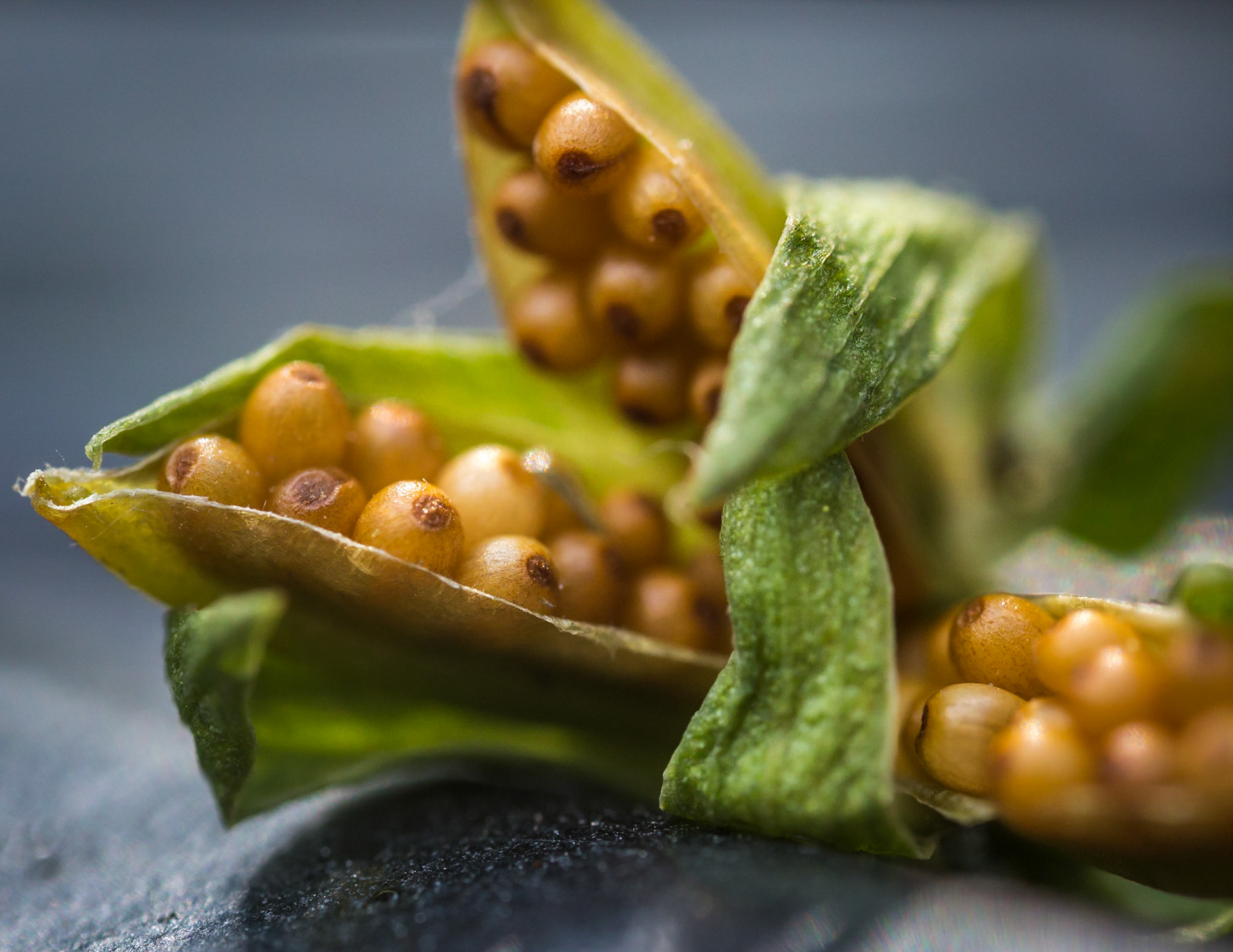 Violet seeds