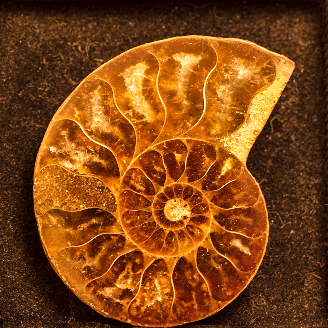 Fossil