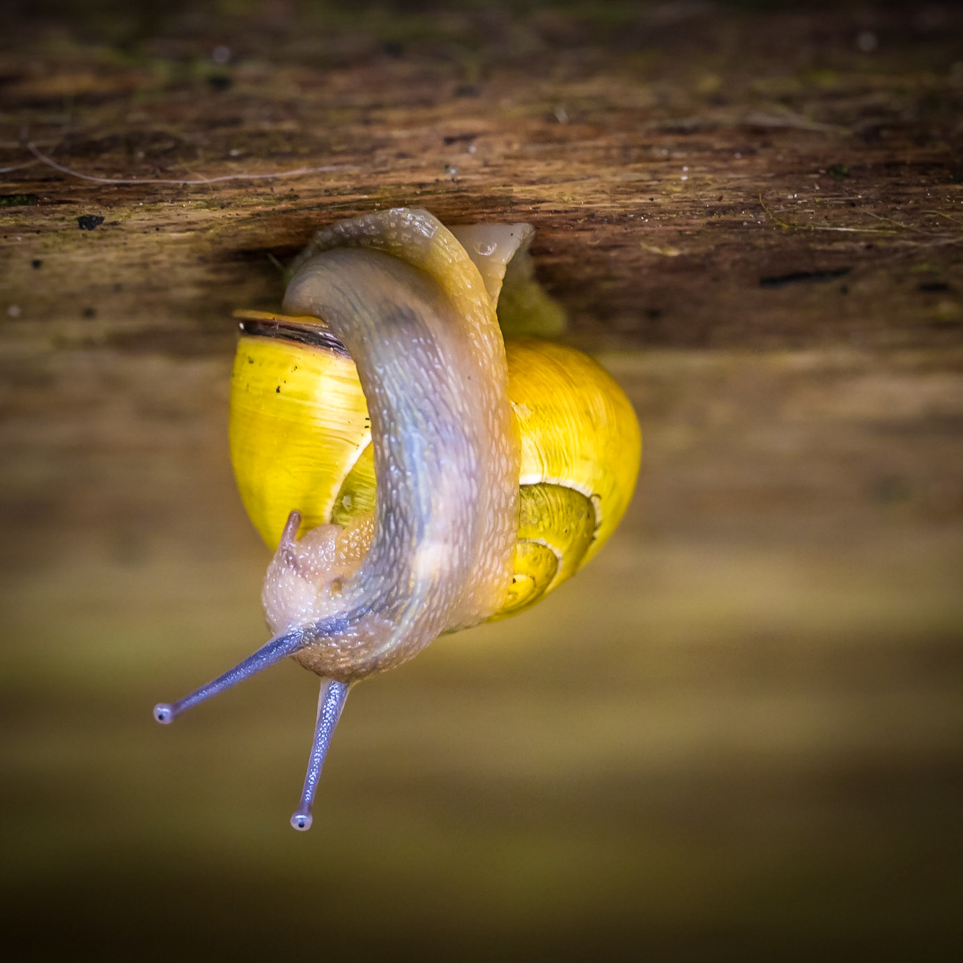 Hanging upsidedown