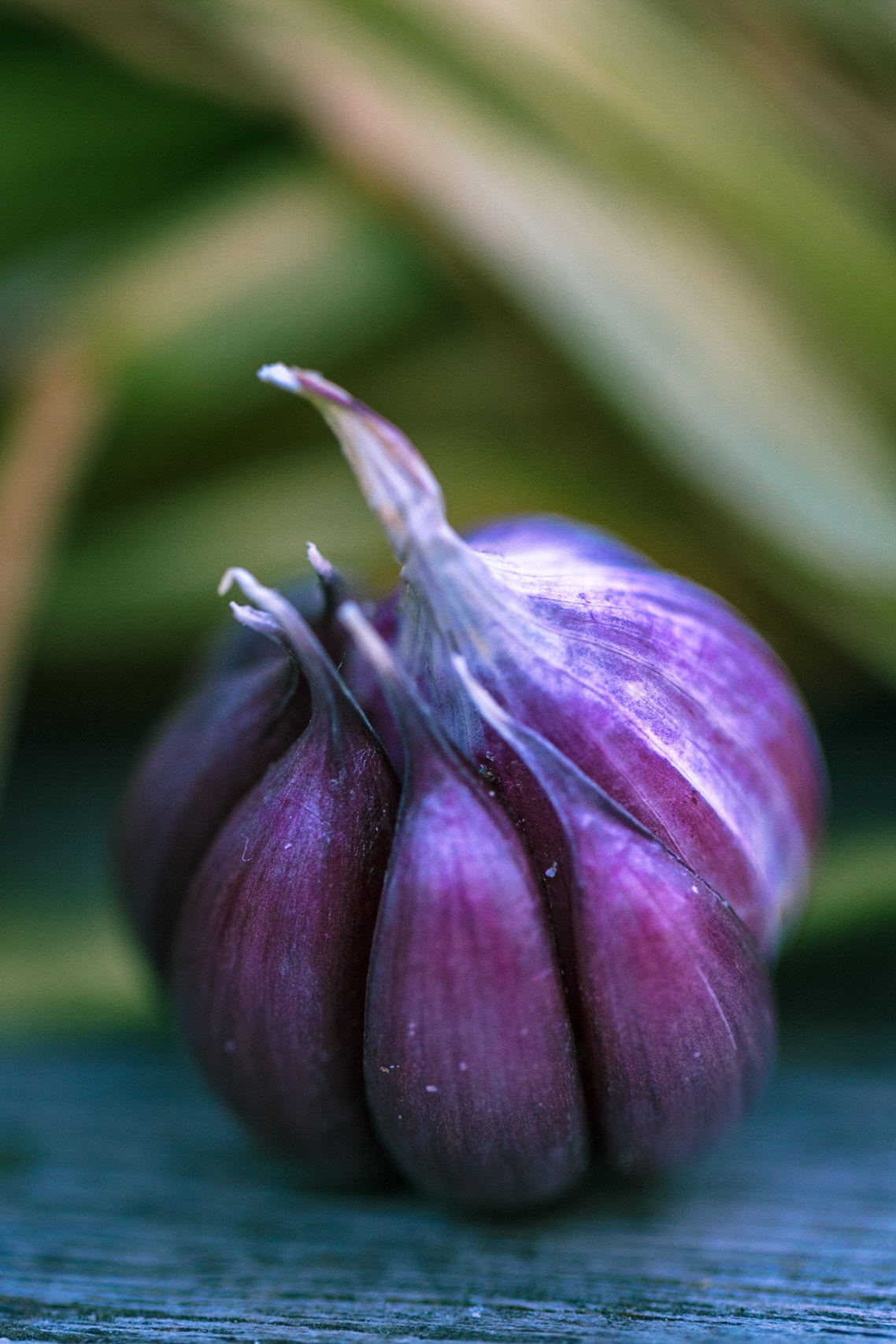 Garlic