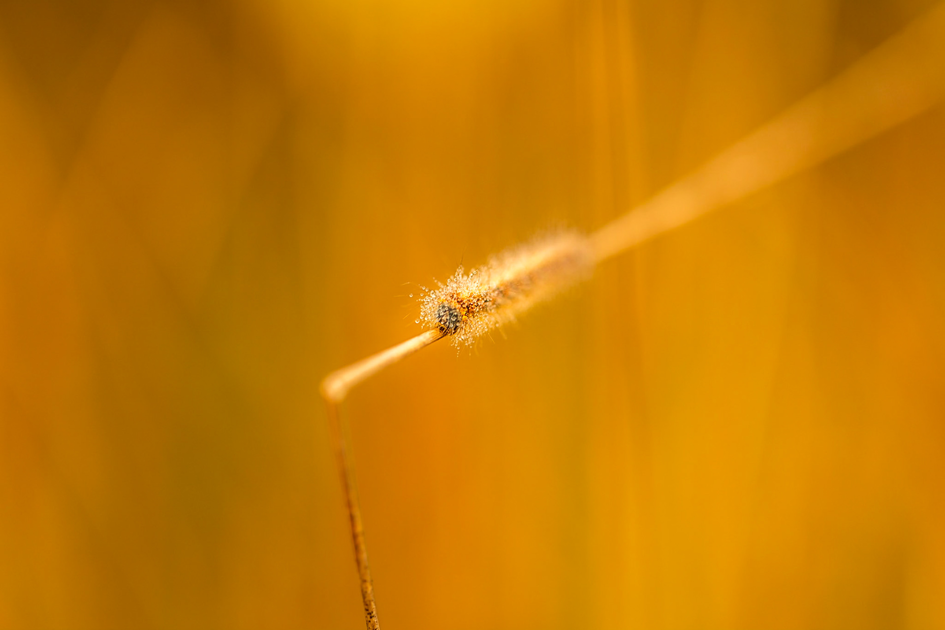 Caterpillar morning dew