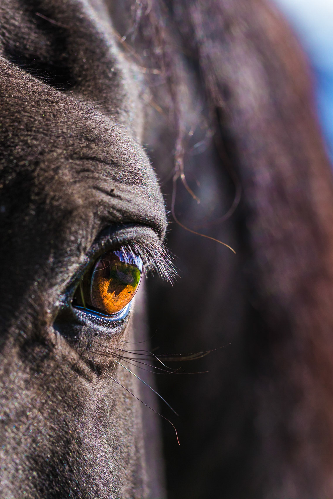 Eyelashes