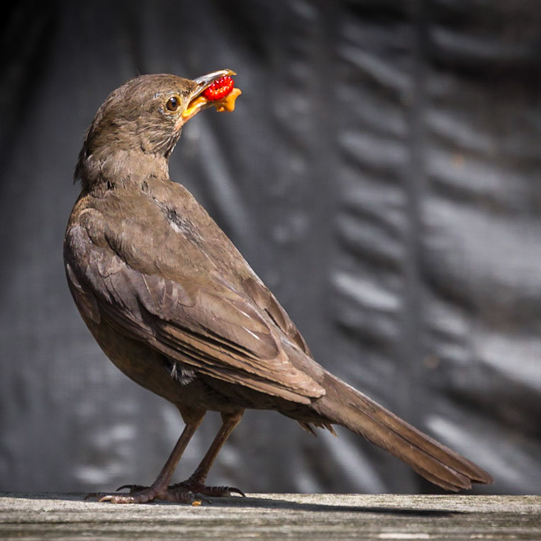 Wineberry peanutbutter snack