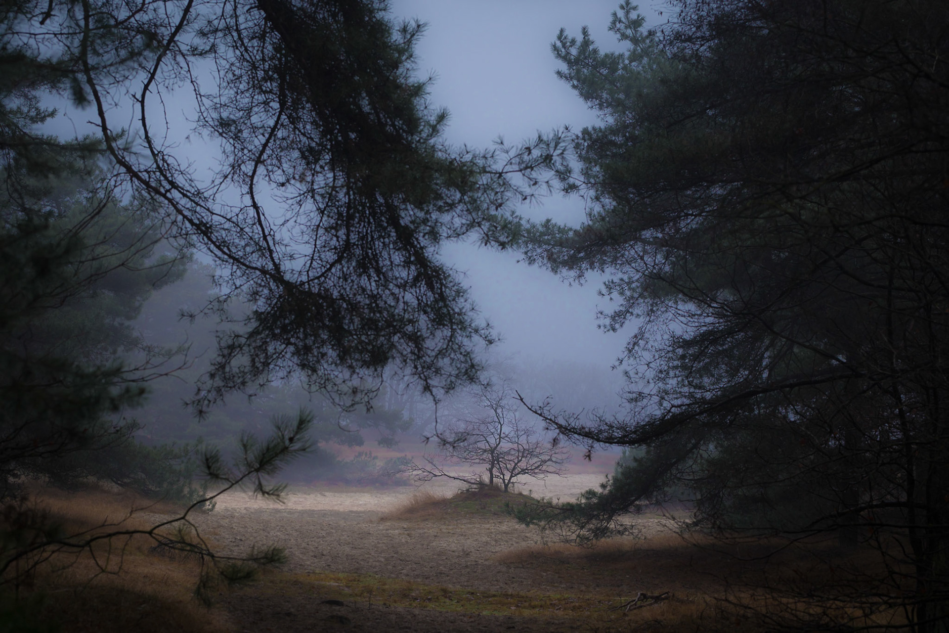 See through Loonse & Drunense Duinen The Netherlands
