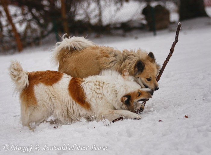 Snotra and Nella