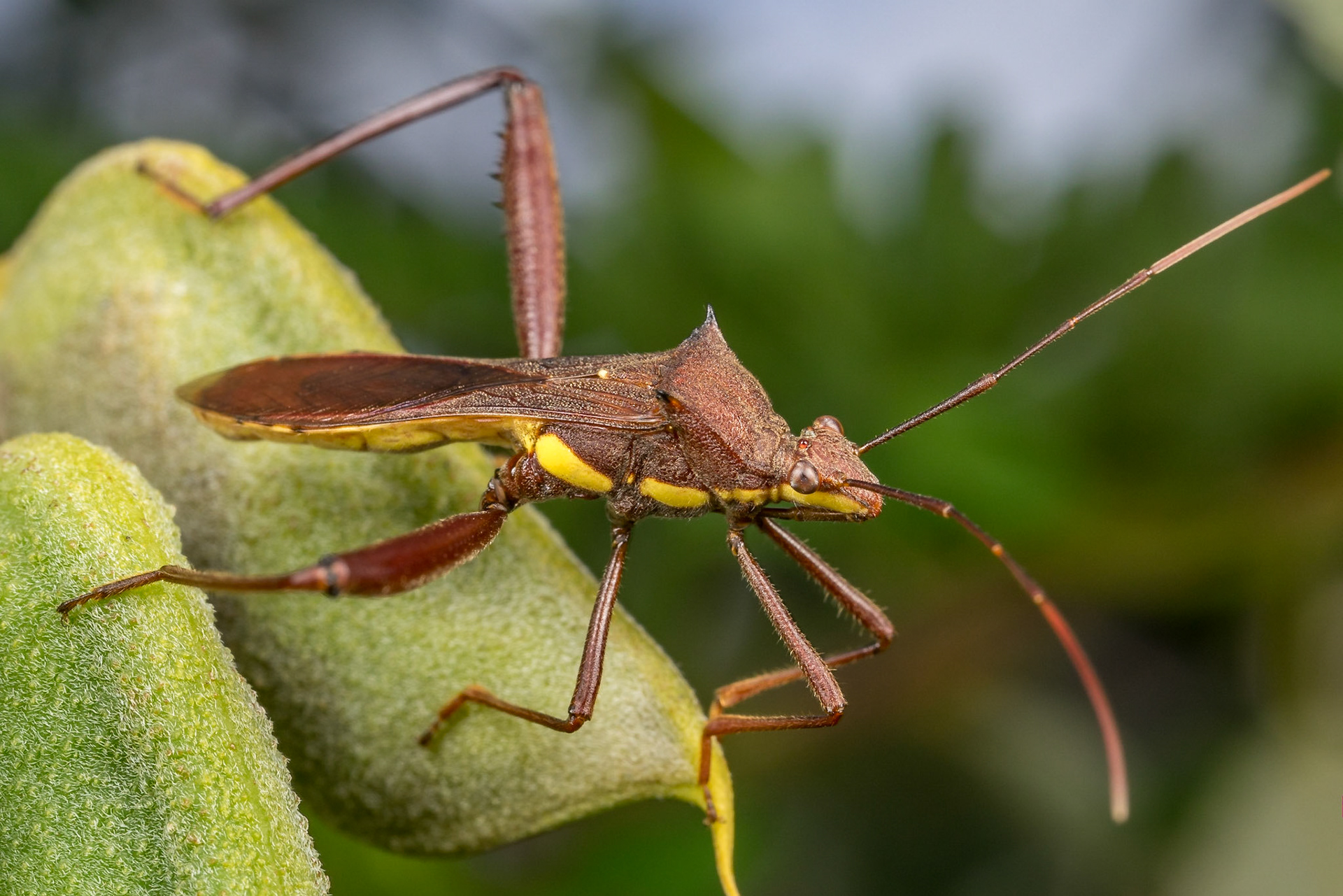 Deb Yarrow - Macro - Best Shots 2019