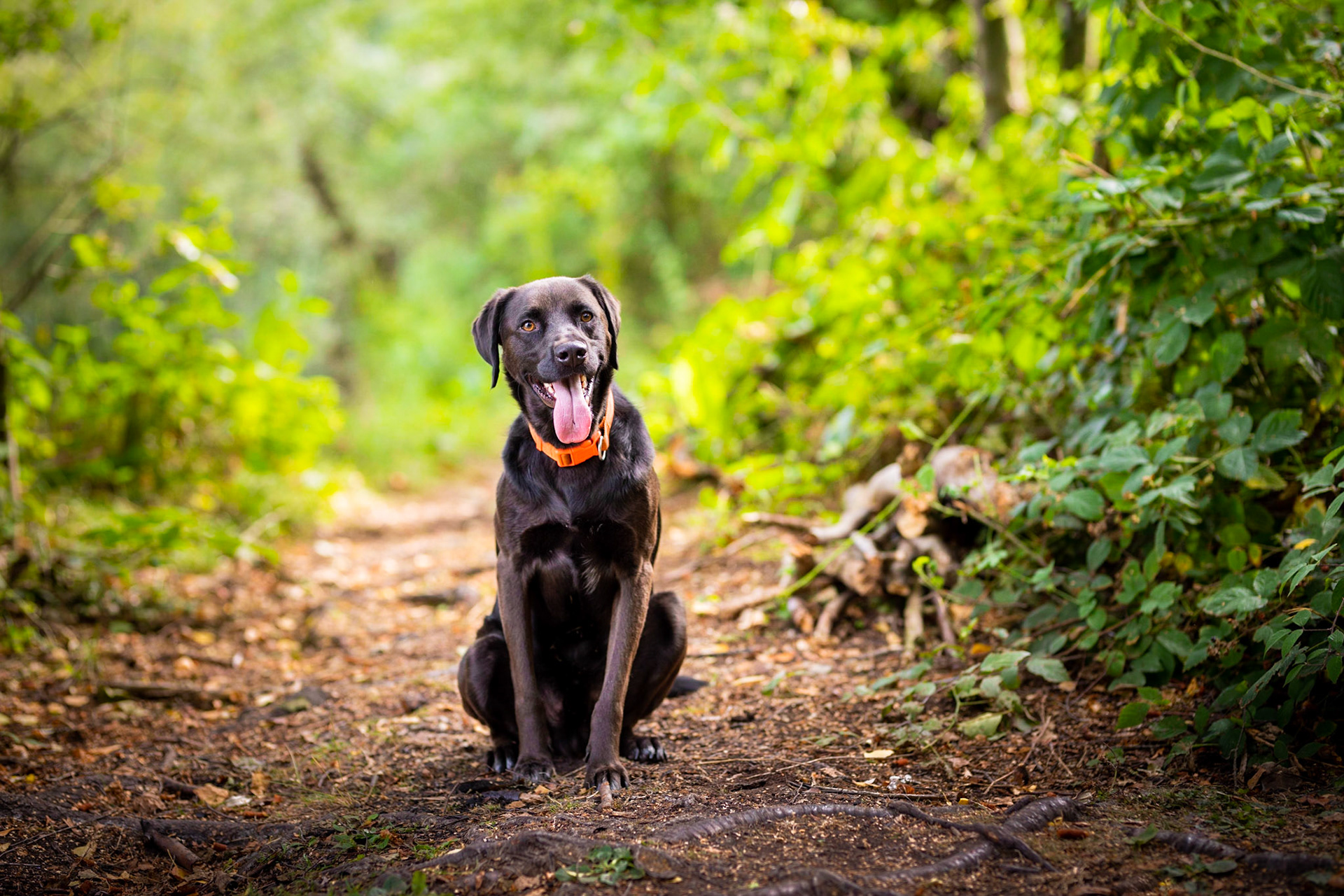 Foto's van brave hond in de natuur: check :)