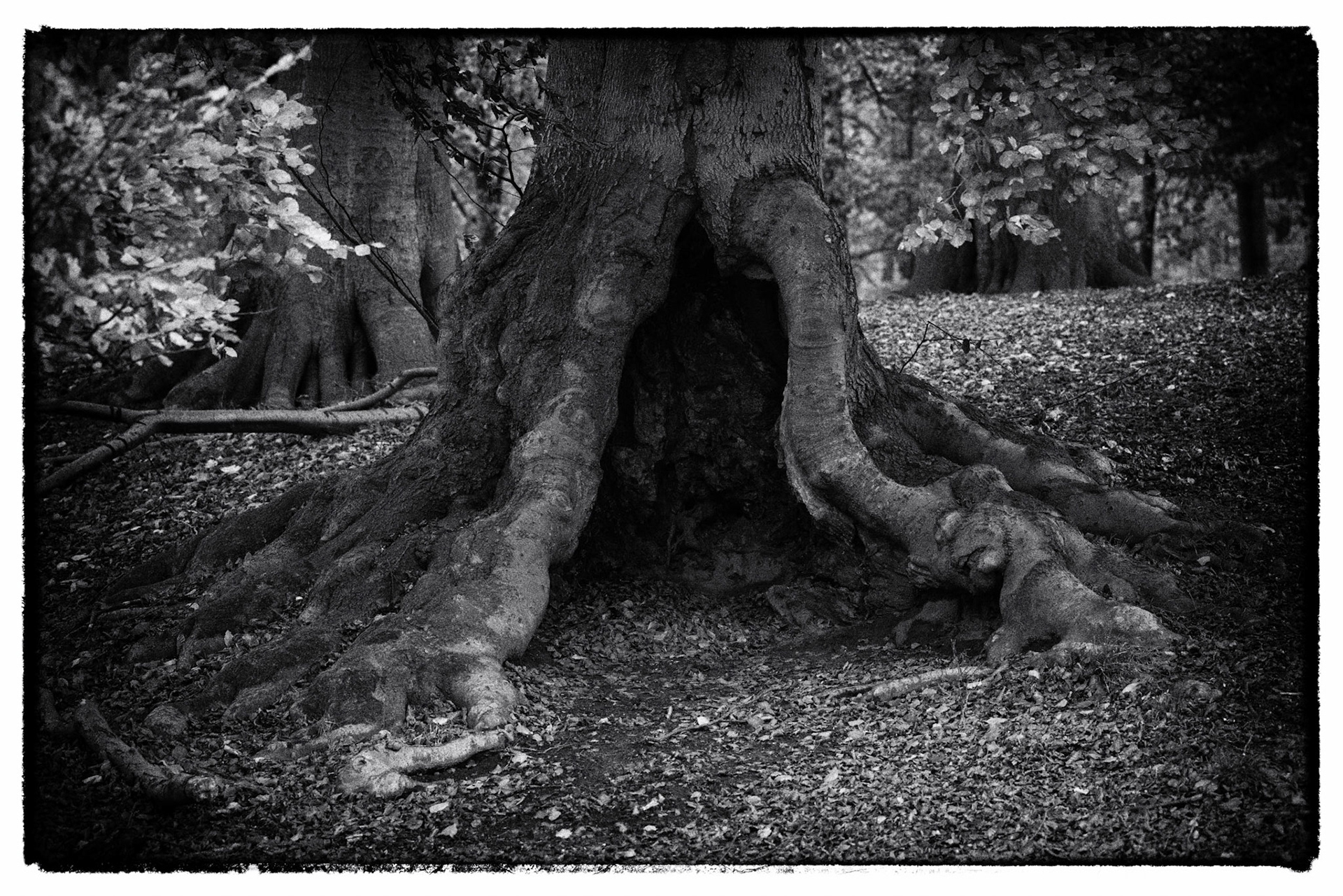 Portalen til træets indre