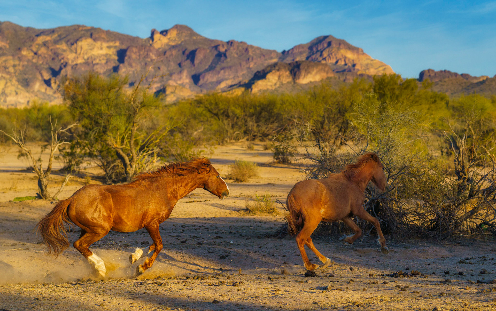 Lead Stallion shows young stallion whose boss.