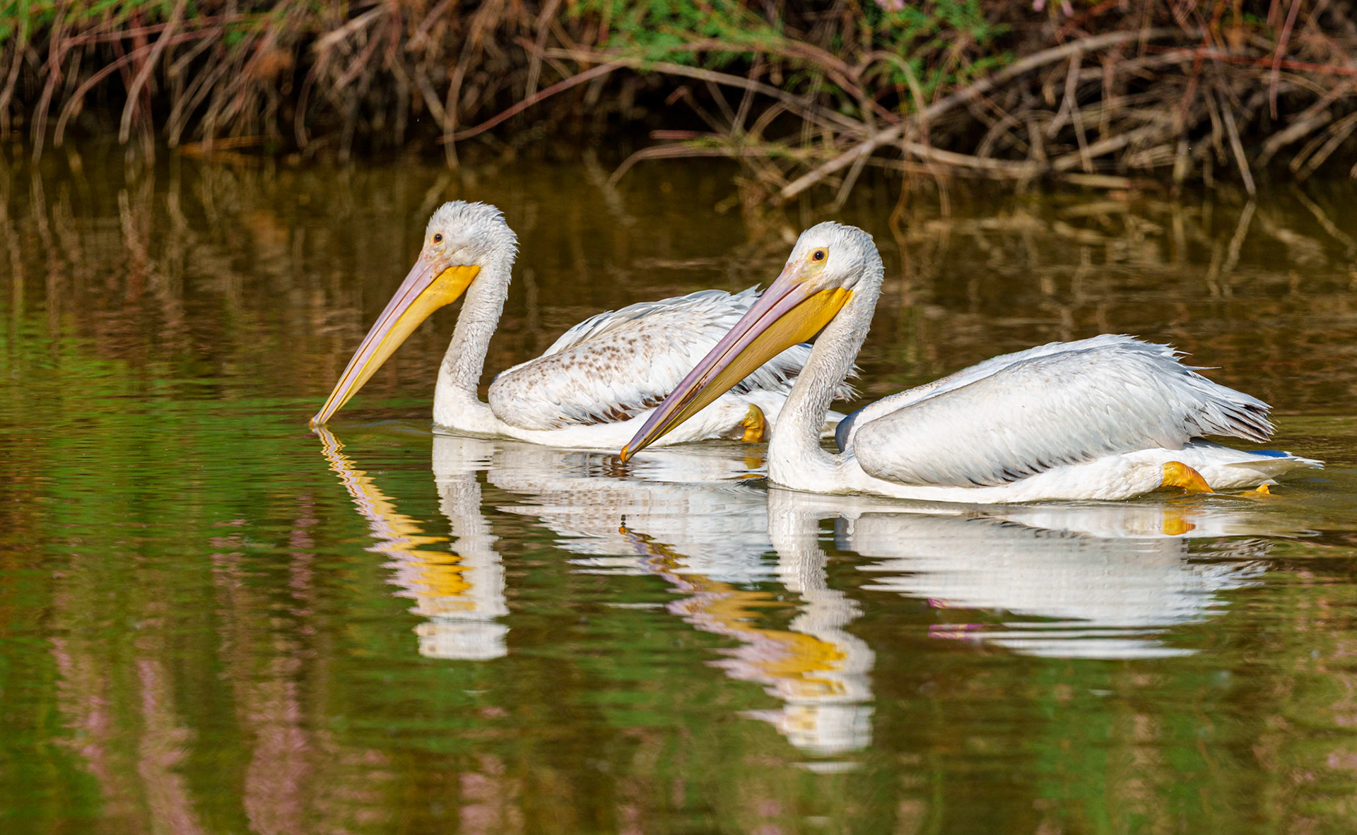 White Pelicans with reflection