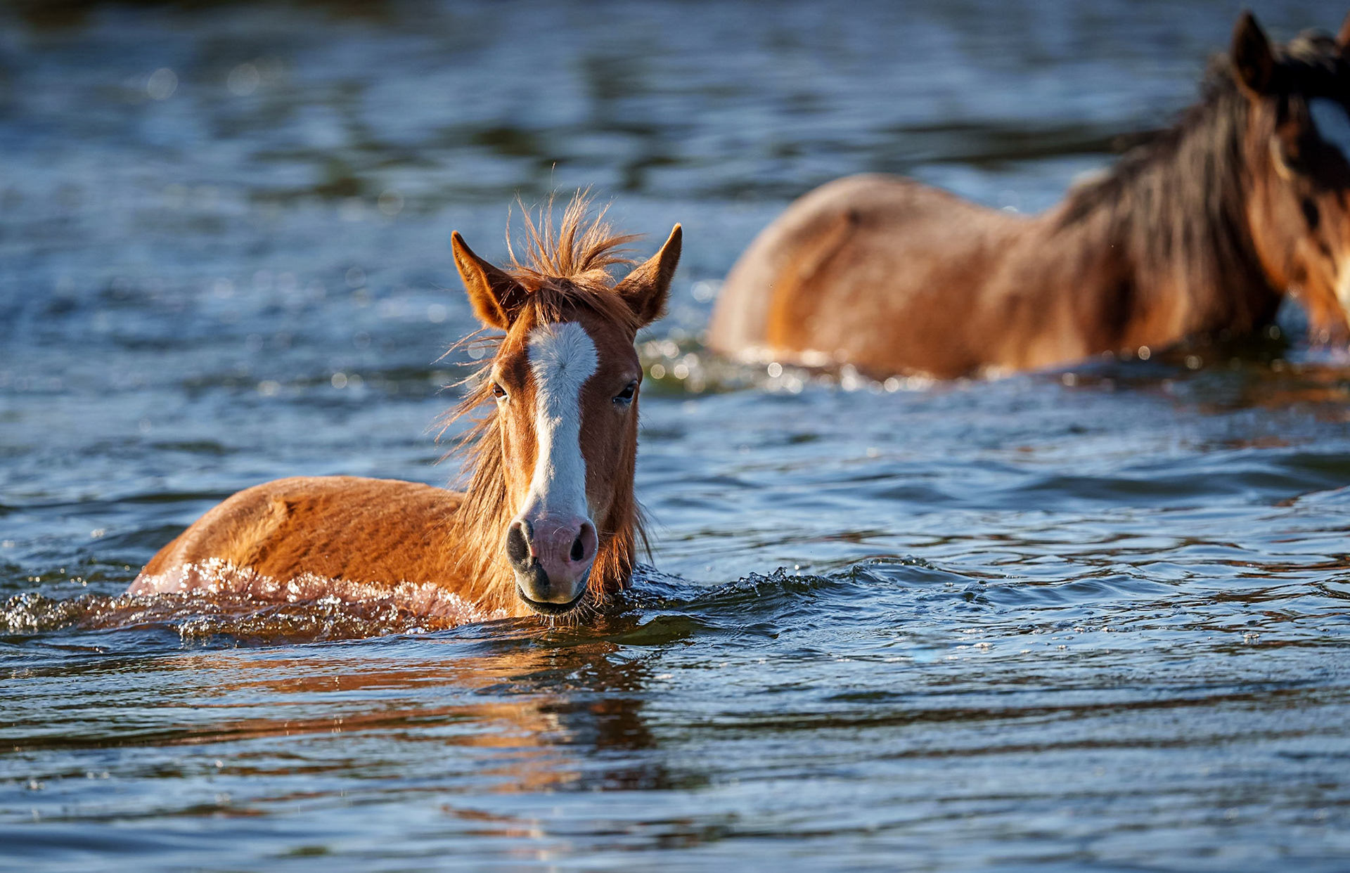 Wild Horse River Crossing