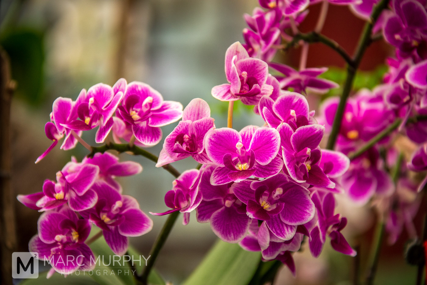 Several Purple Asian Orchid Flowers