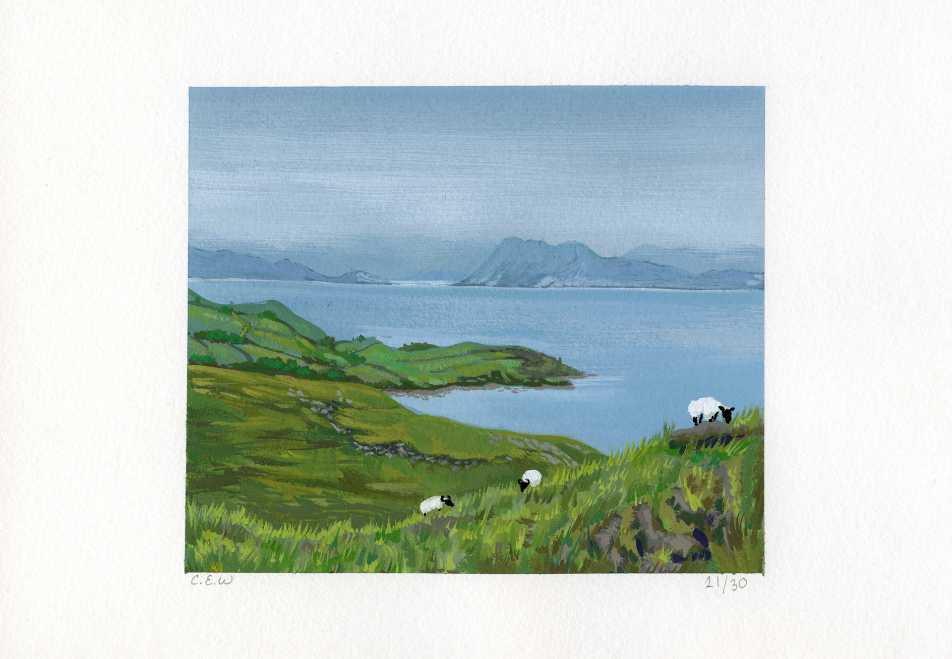 Roaming Sheep