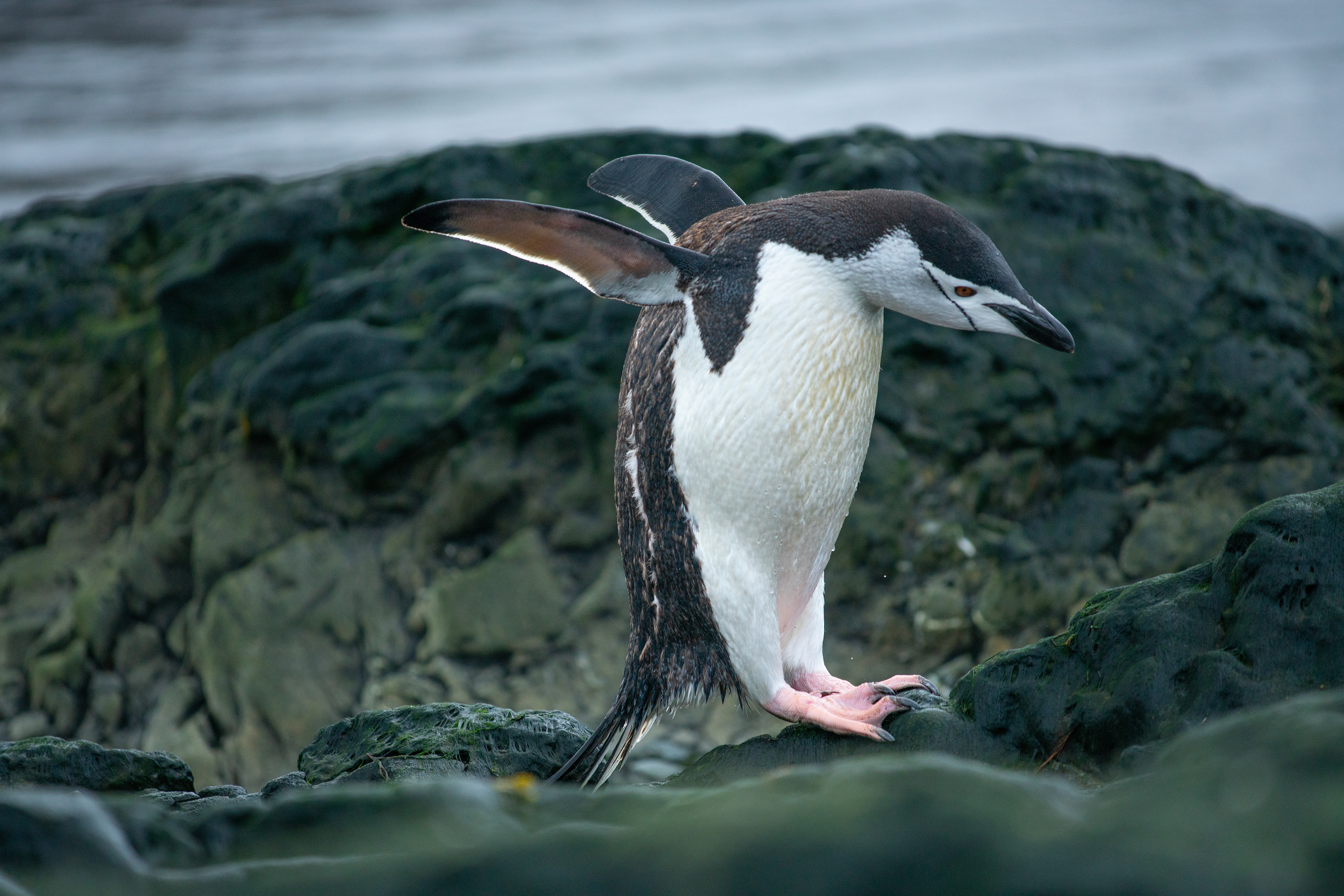 Chinstrap Pengquin
