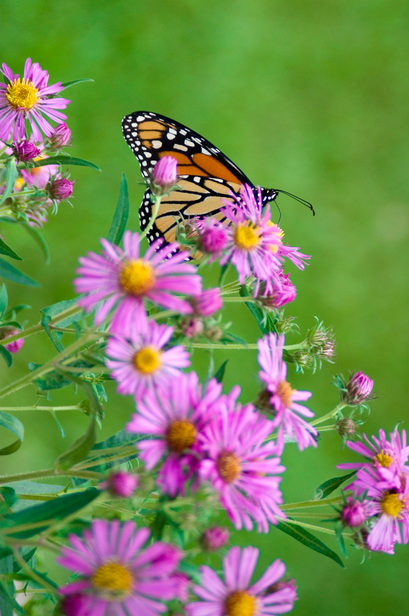 Monarch. Wheaton, IL.
