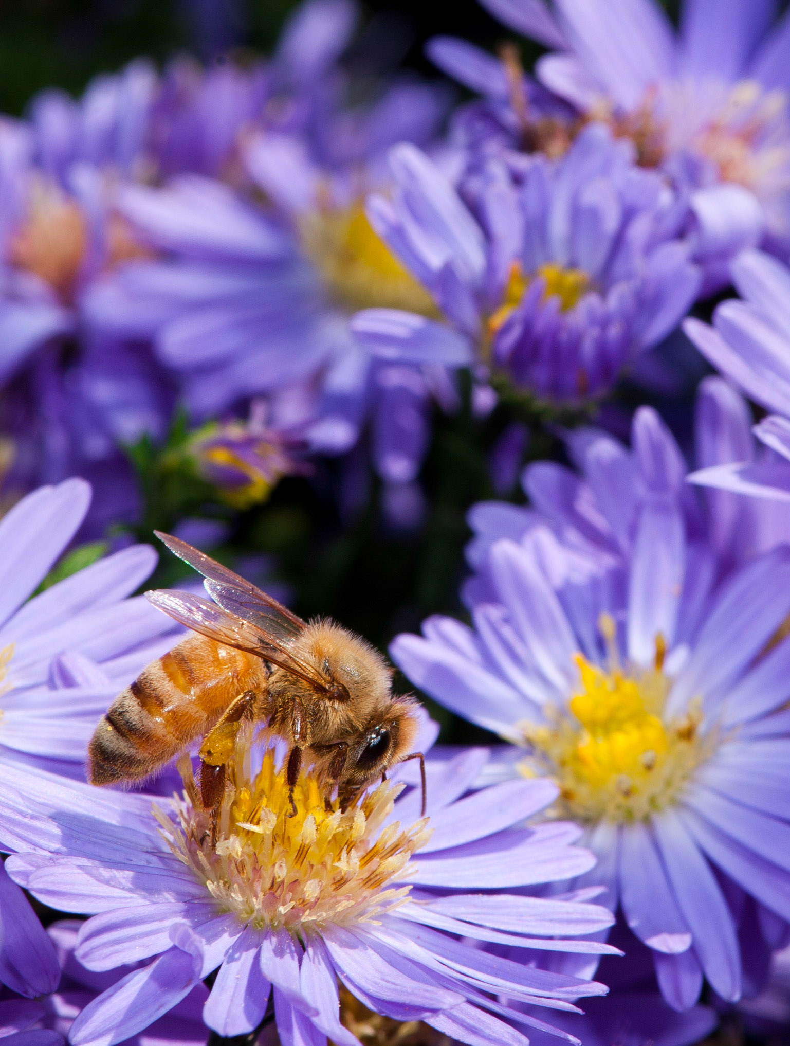 Apis mellifera. Asheville, NC.