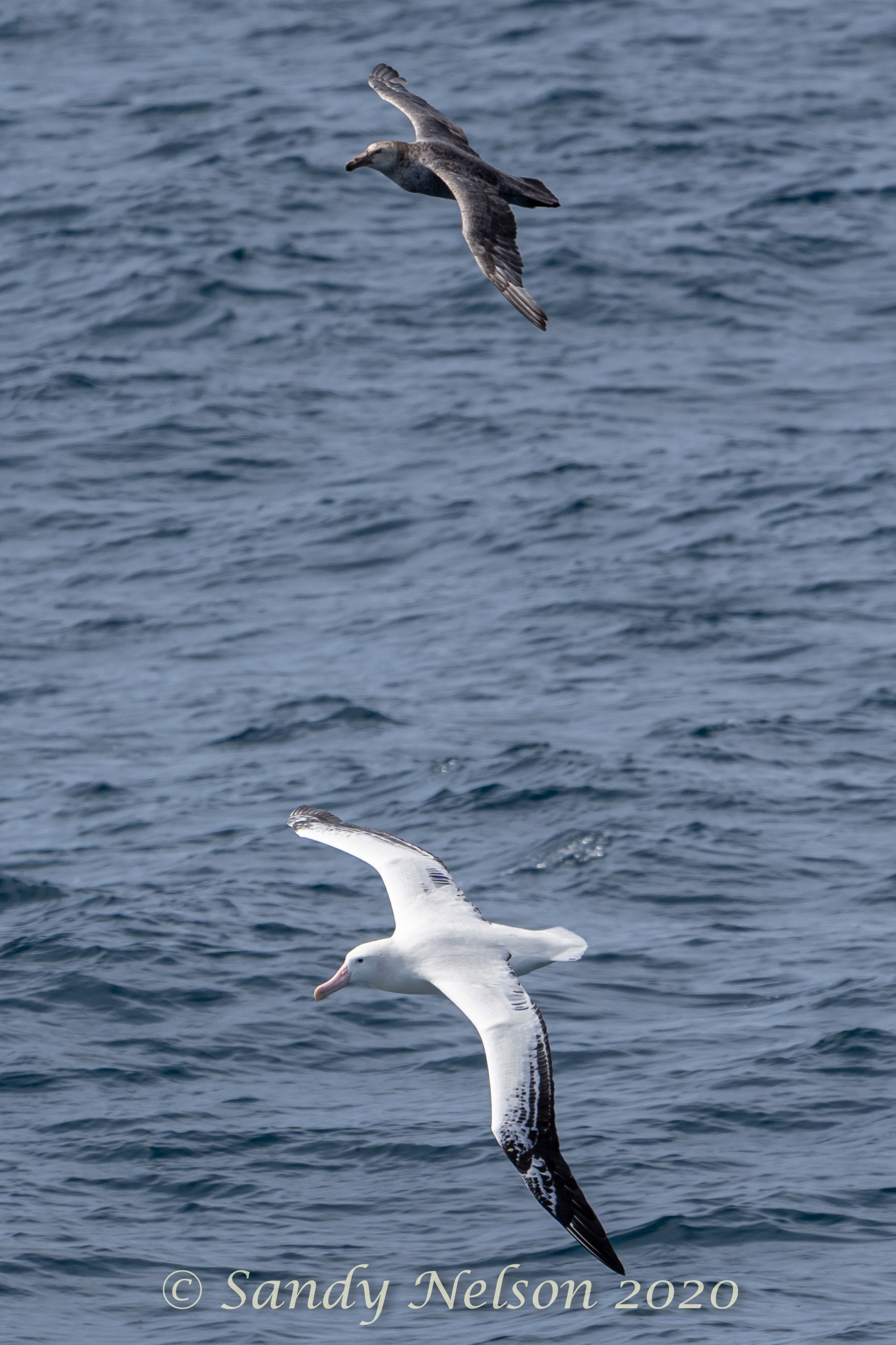 wandering albatross and giant northern petrell