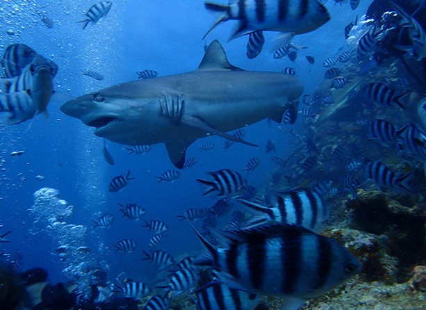 Pacific Harbour, Fiji. (photo credit fellow diver)