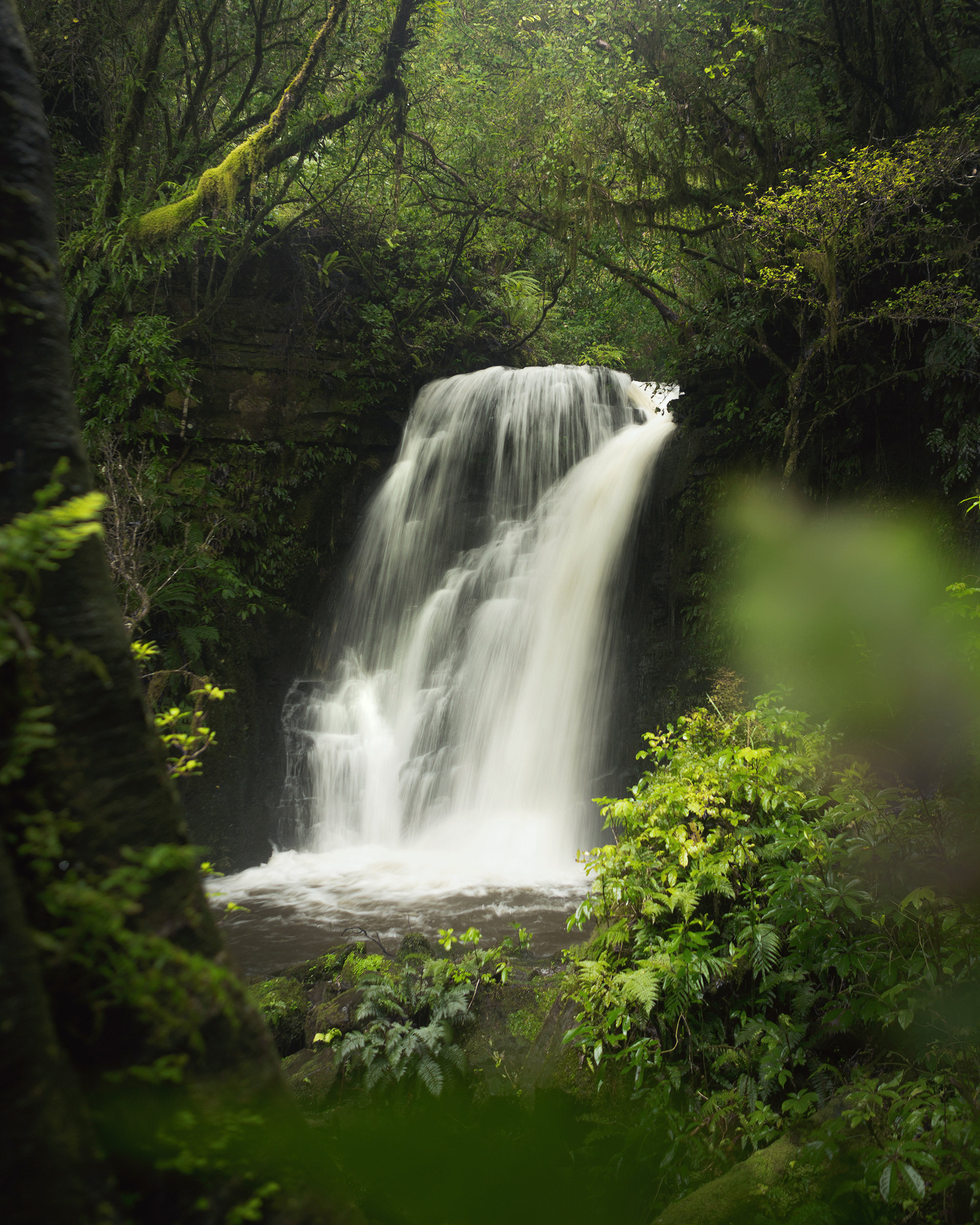 The Catlins