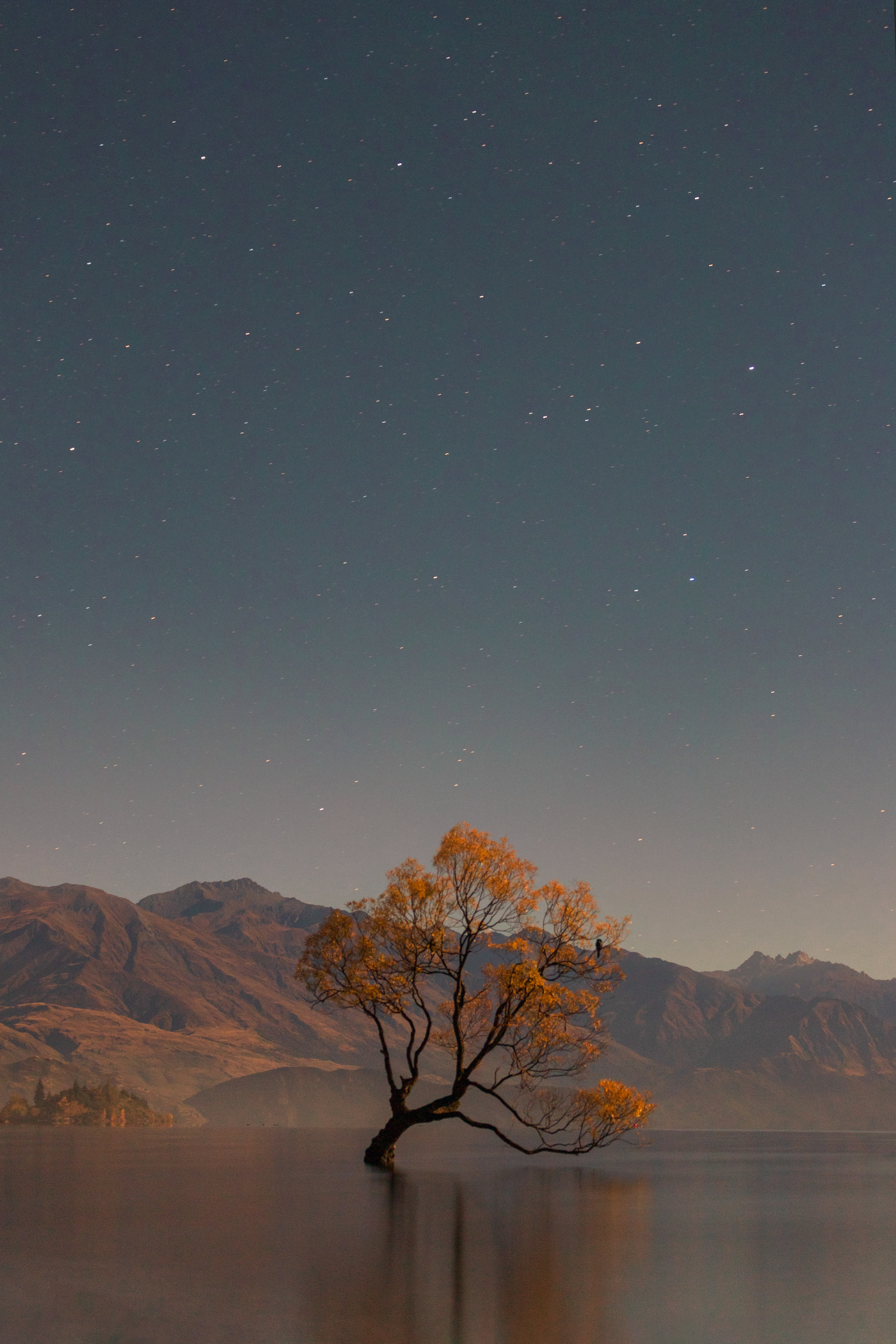 Wanaka Tree - 2019