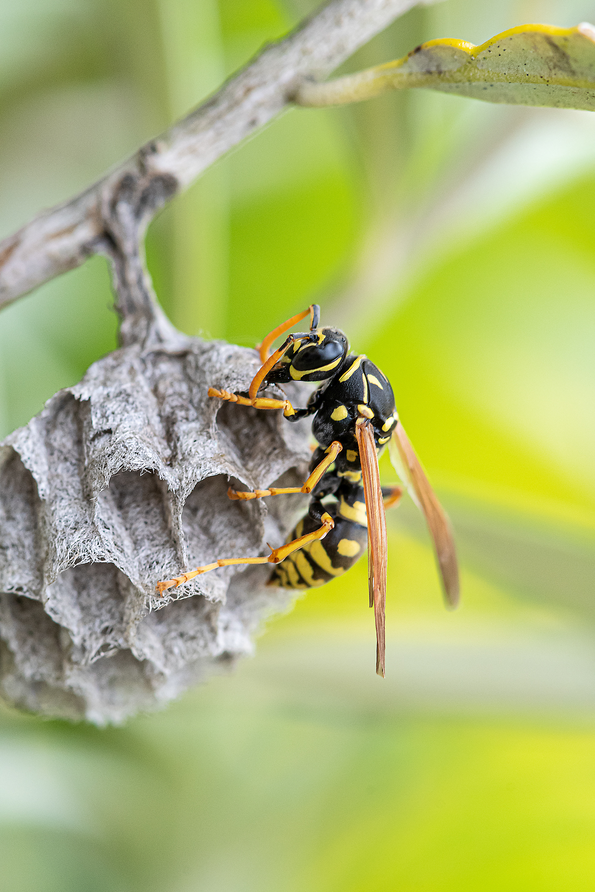 Polistes gallicus