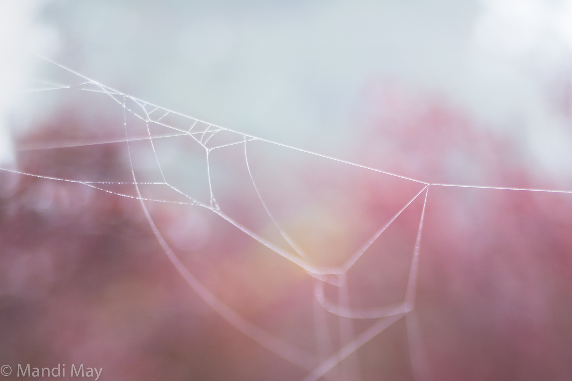 Geometric Web