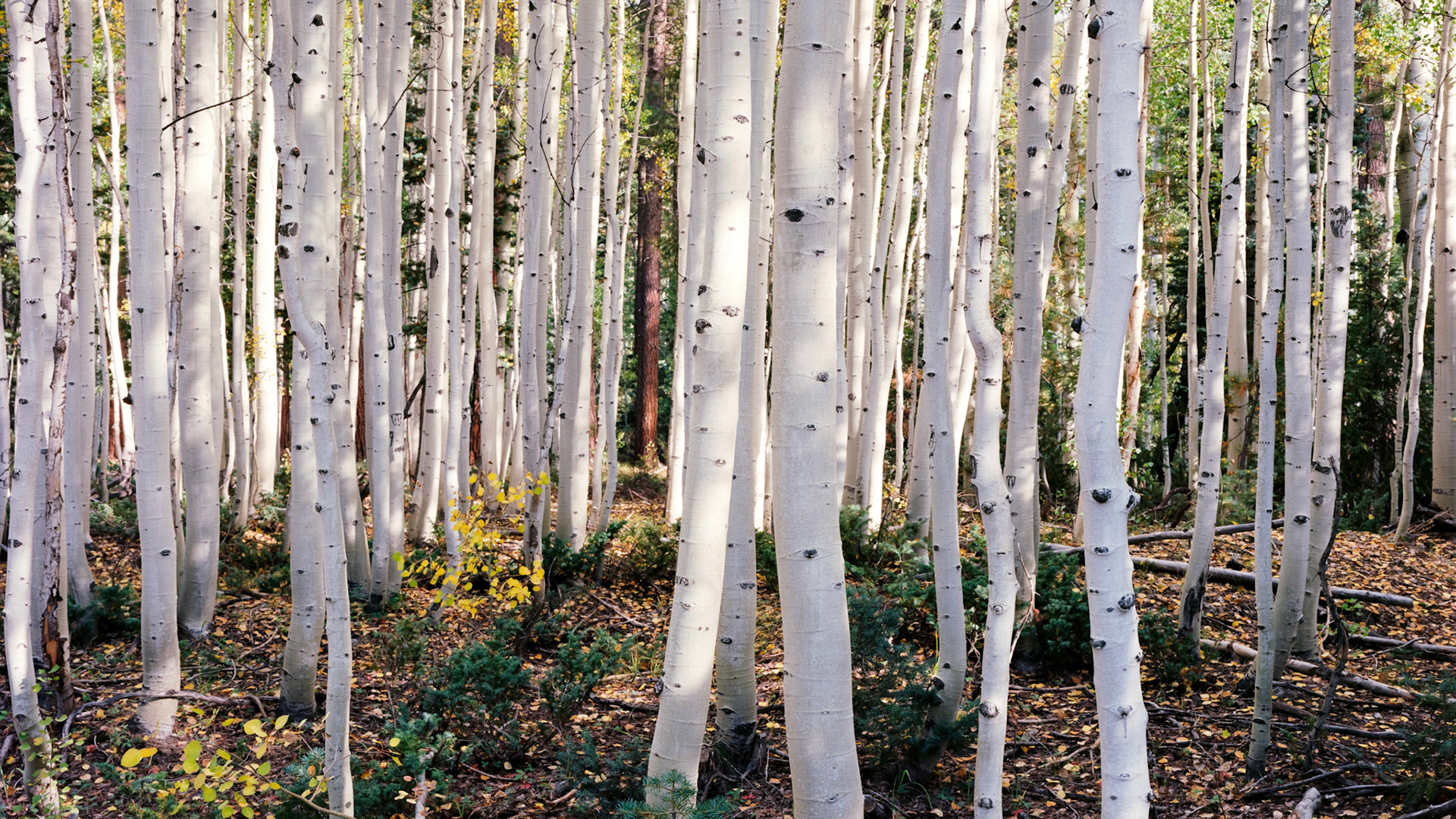 "Hidden" | Kaibab National Forest