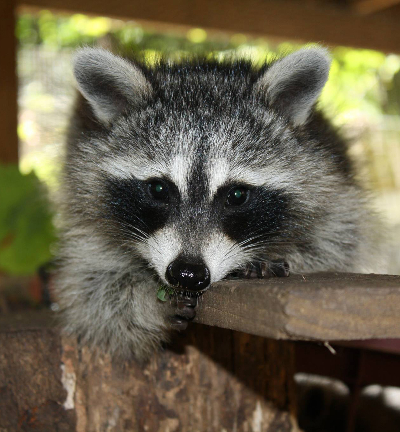 Rockfish Wildlife Sanctuary - RACCOON